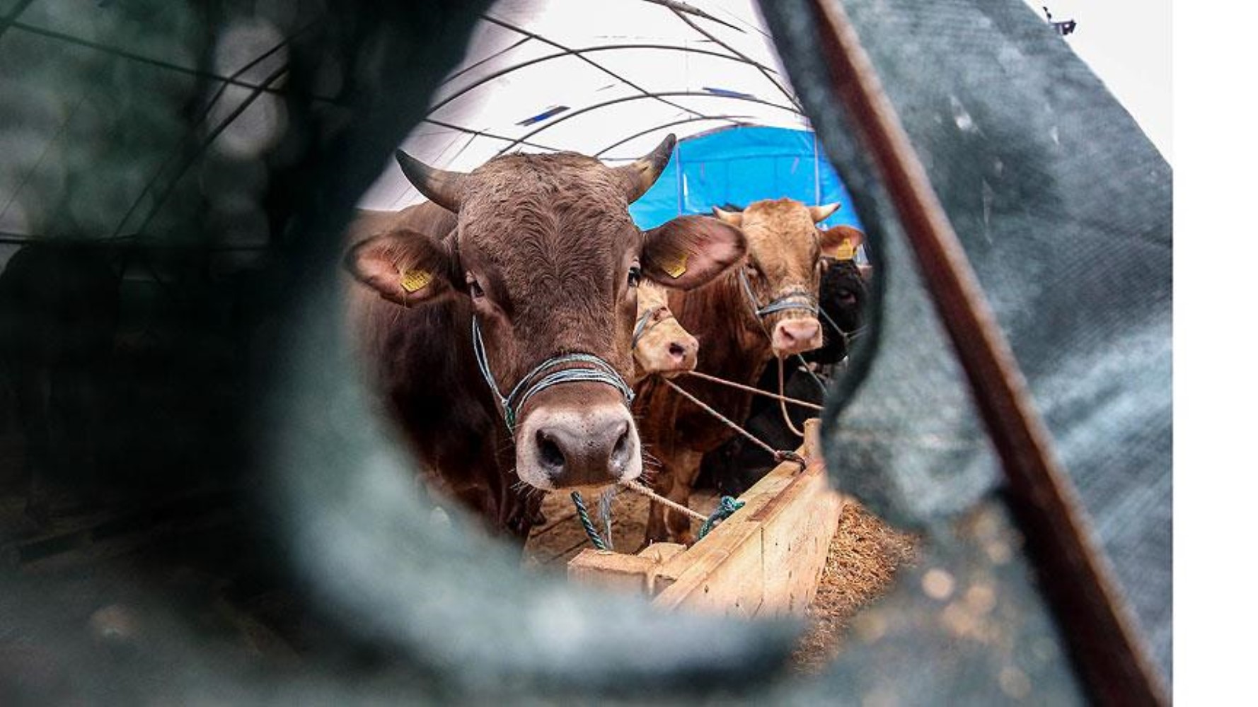 Kurban Bayramı'nda ne kadar kurbanlık satıldı? Rakamlar açıklandı