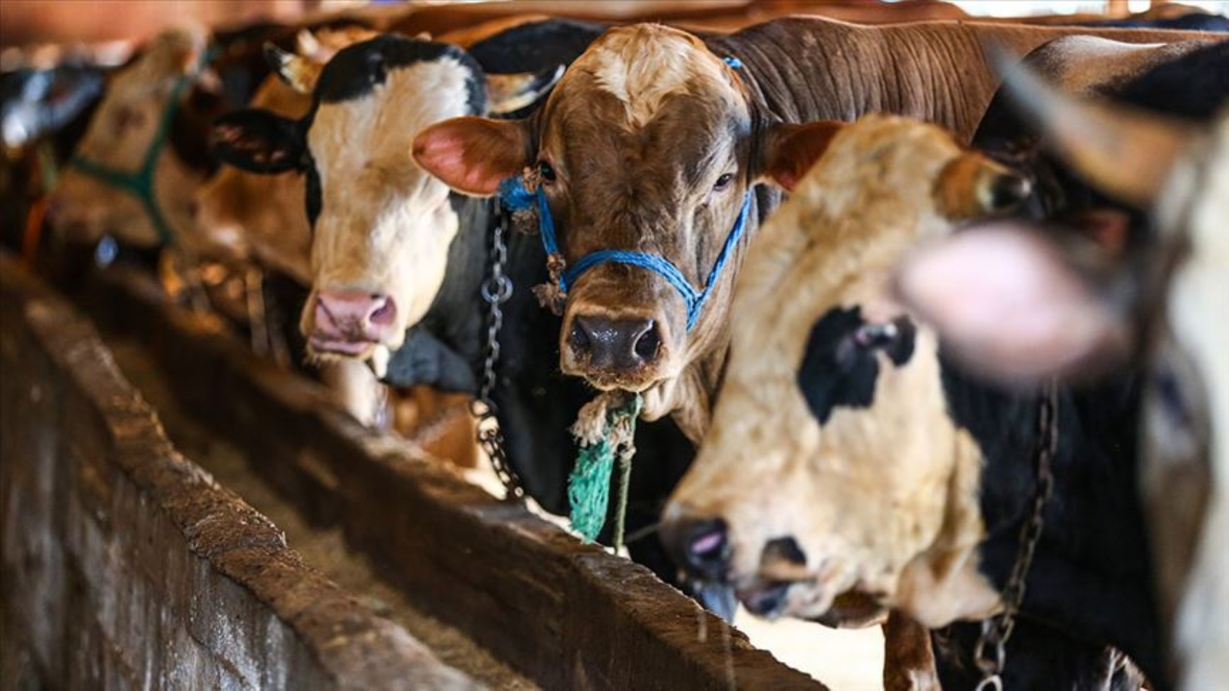 Kurban Bayramı'nda ne kadar kurbanlık satıldı? Rakamlar açıklandı