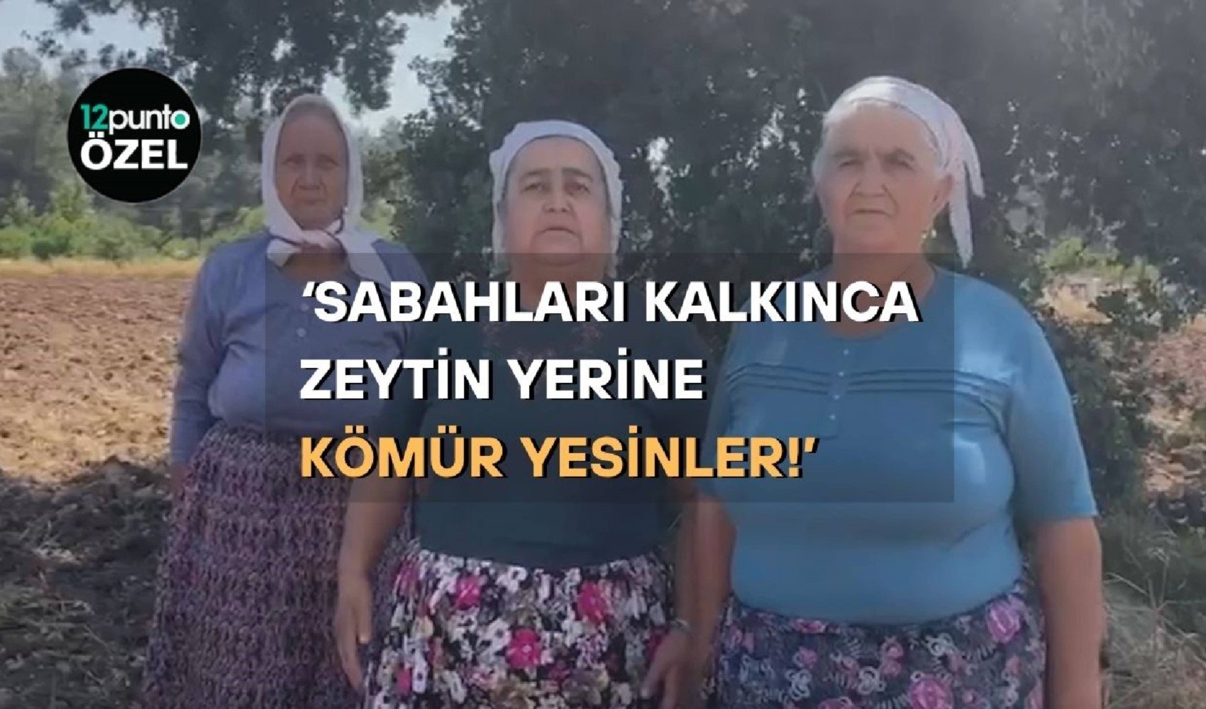 ÇED muafiyeti, kamulaştırma yetkisi, vergi indirimi… Zeytin kıyımı için hızlandırılmış tasarı TBMM’de
