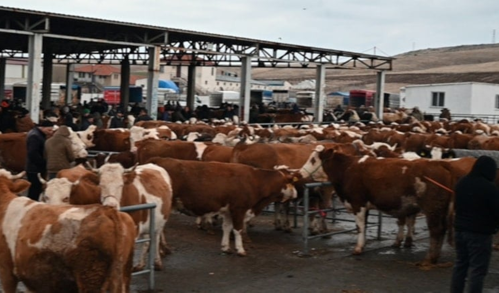 Yozgat’ta şap hastalığına karşı hayvan pazarlarına geçici kapatma