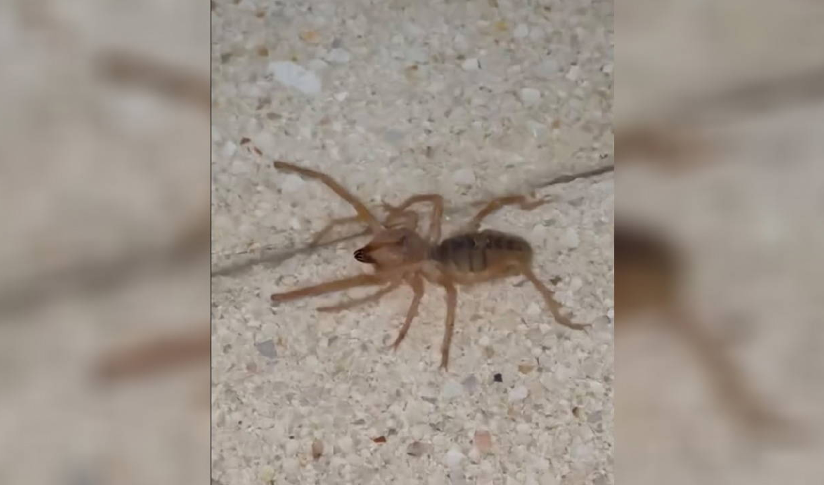 Elazığ’da zehirli sarıkız örümceği yeniden ortaya çıktı