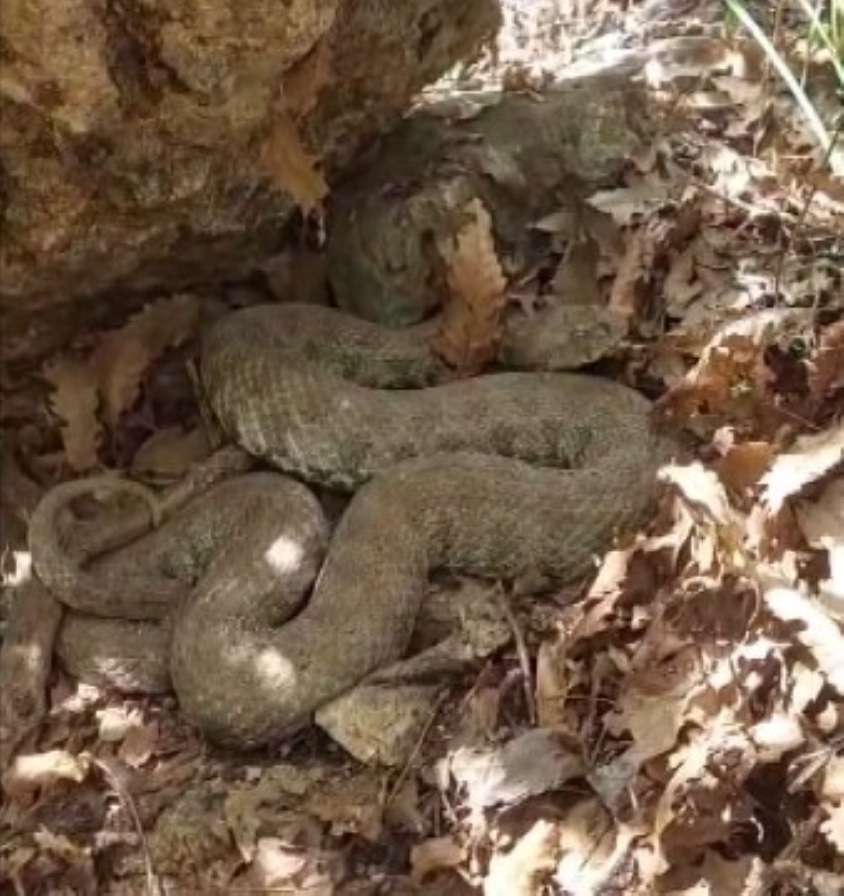 Tunceli'de engerek yılanının ısırdığı kadın tedavi altında