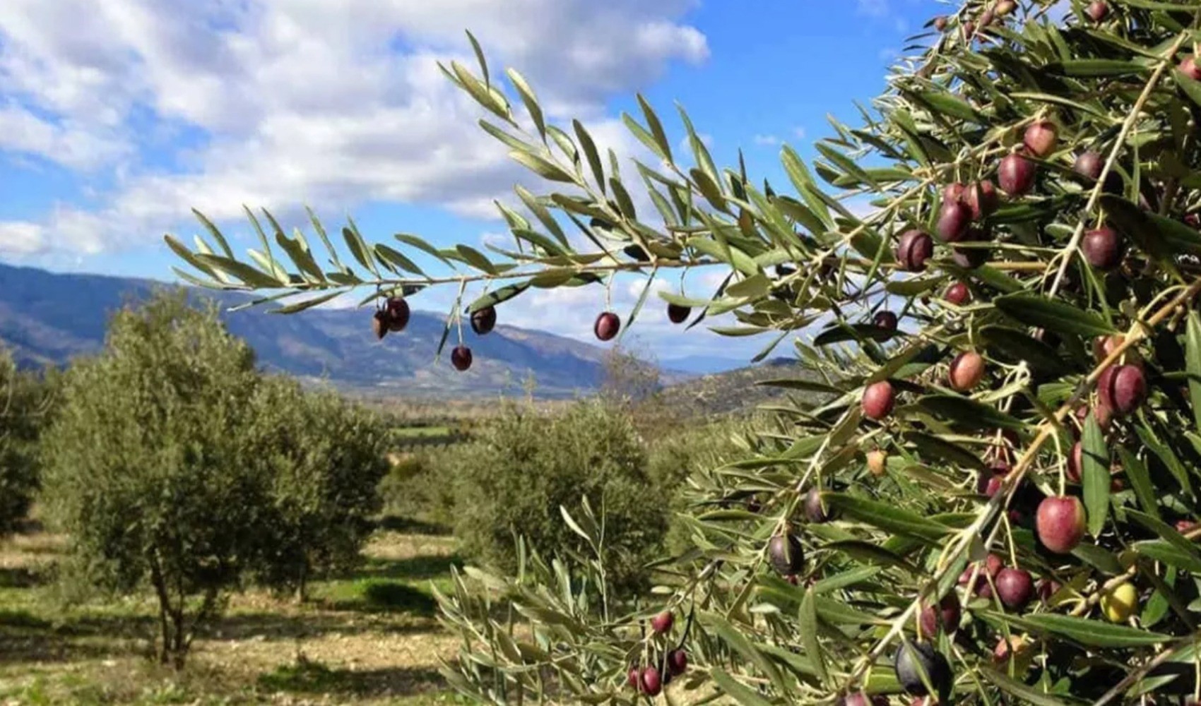 Zeytin ağaçları ve zeytin dallarının görüldüğü bir zeytinlik manzarası.