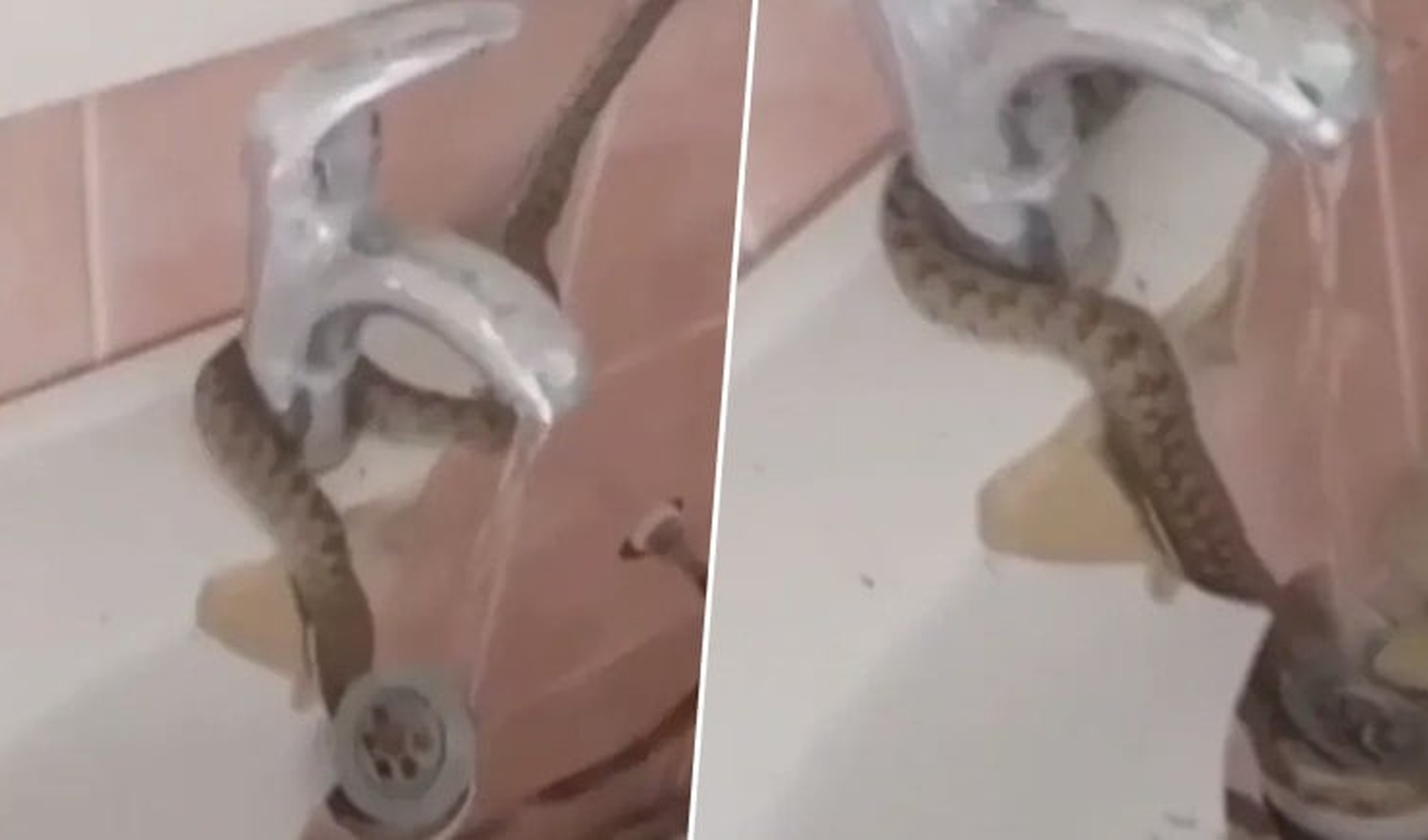 Bayburt'ta lavabo giderine sıkışan yılan kurtarıldı