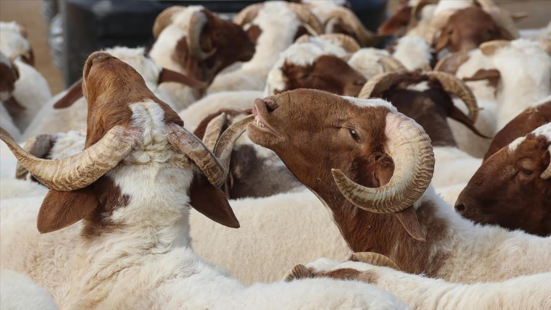 Kurban Bayramı’nda aşırı et tüketimine dikkat! Uzmanı uyardı!