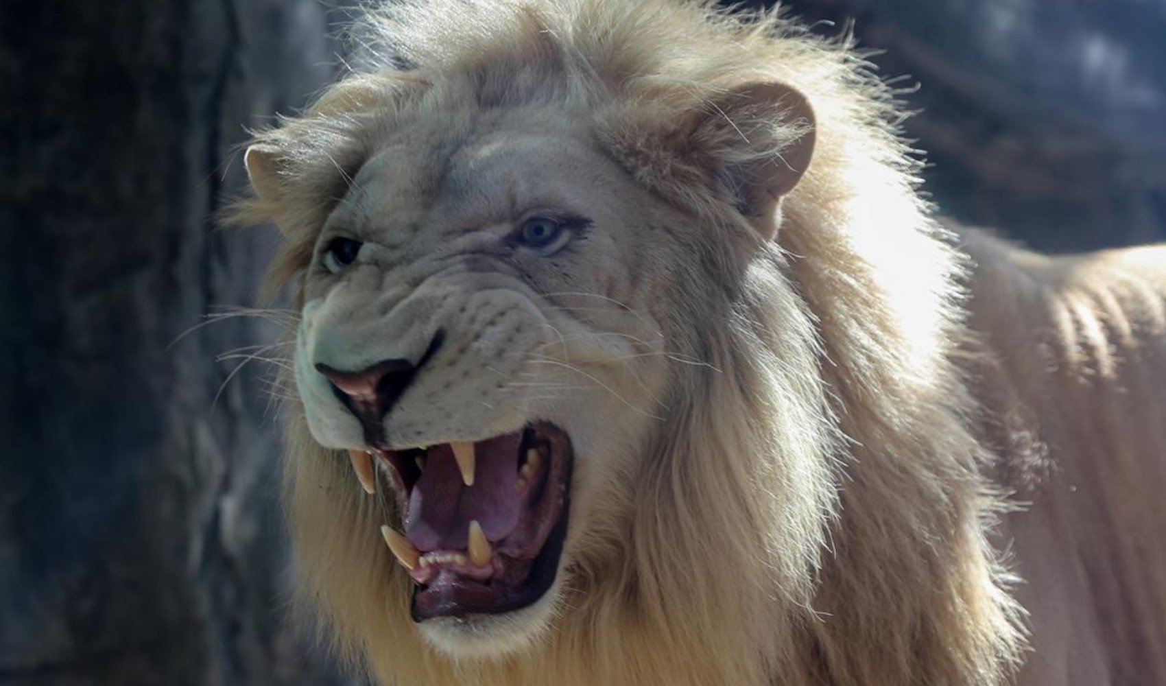 Safari kabusu: Ünlü İş İnsanı Aslan saldırısıyla hayatını kaybetti