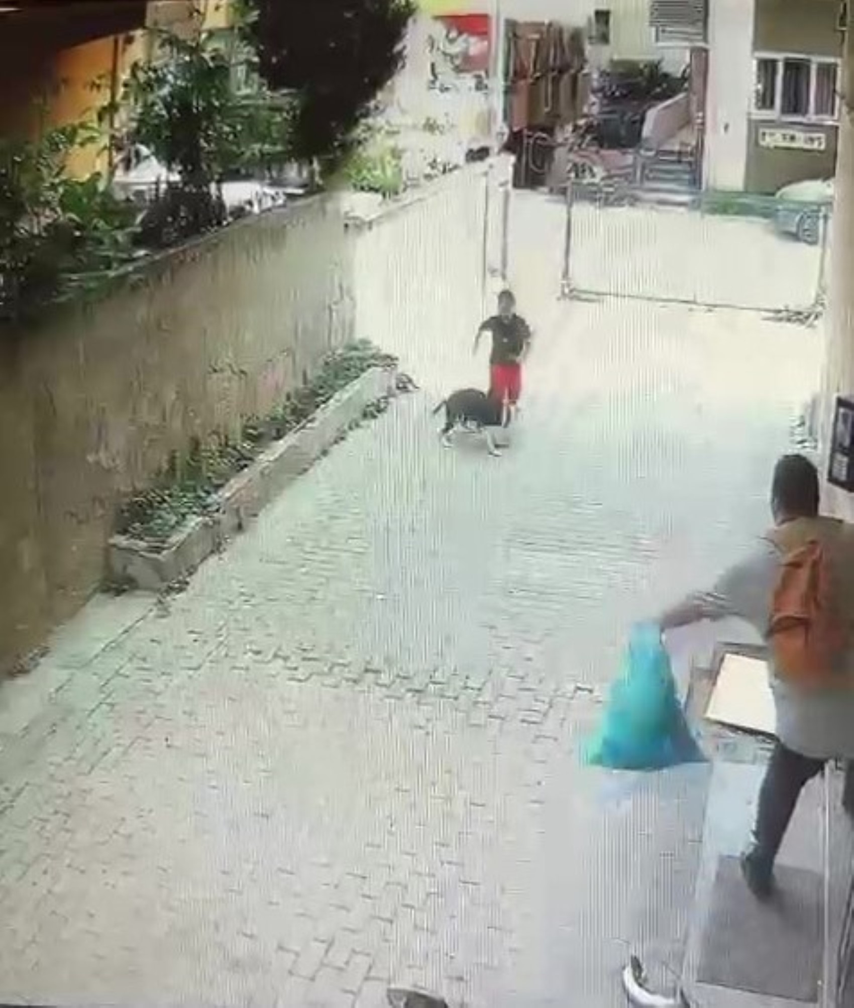 Pitbull cinsi köpeğin çocuğa saldırdığı anlar kamerada