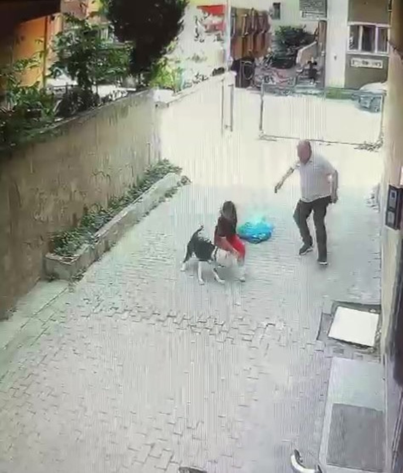 Pitbull cinsi köpeğin çocuğa saldırdığı anlar kamerada