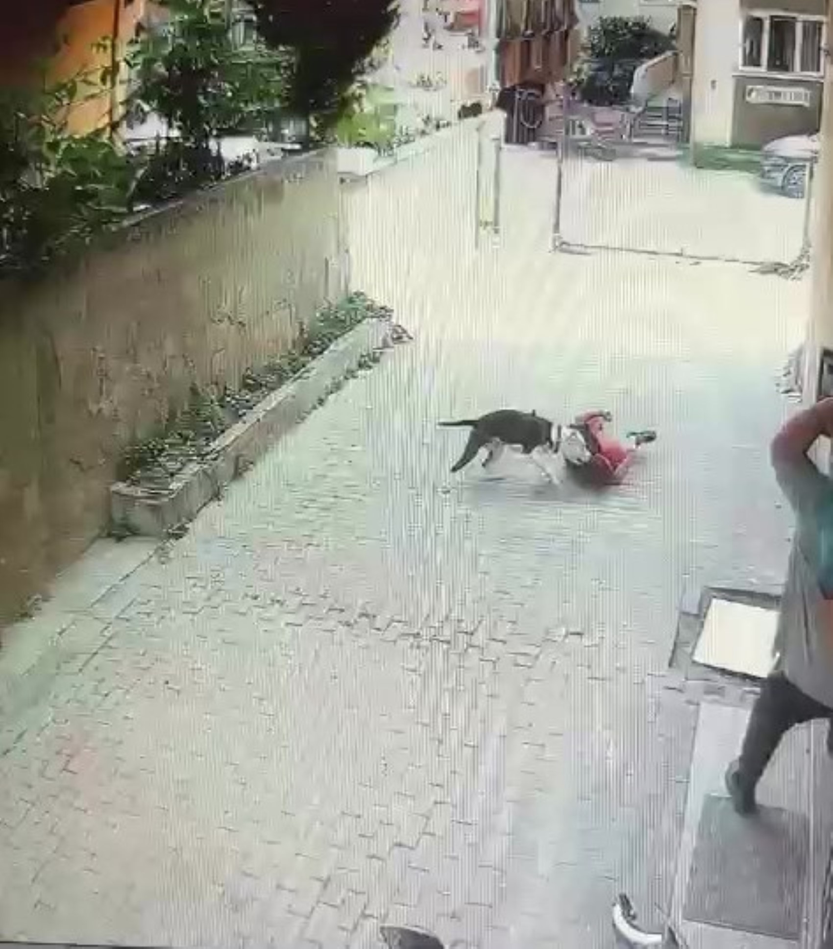 Pitbull cinsi köpeğin çocuğa saldırdığı anlar kamerada