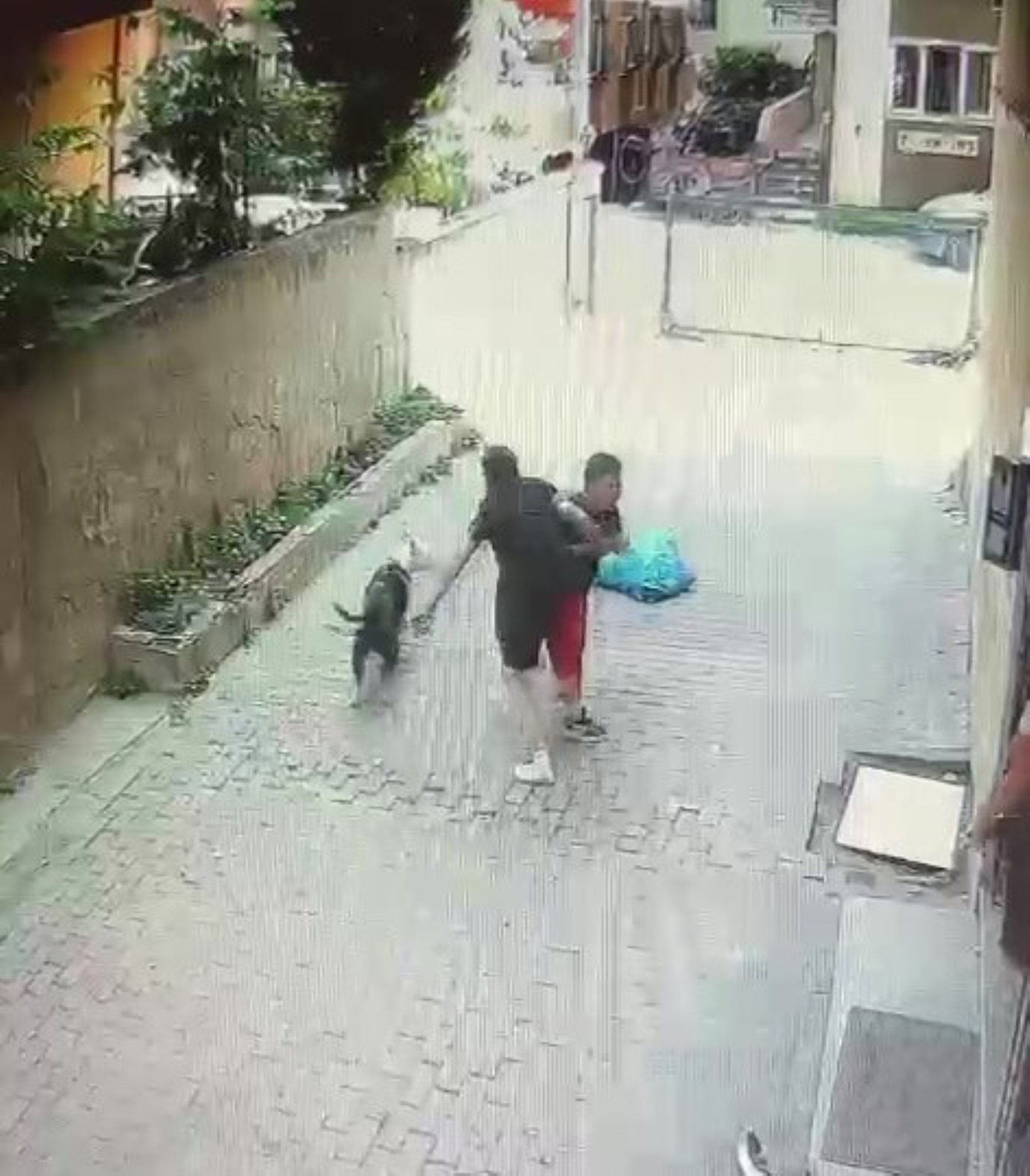 Pitbull cinsi köpeğin çocuğa saldırdığı anlar kamerada