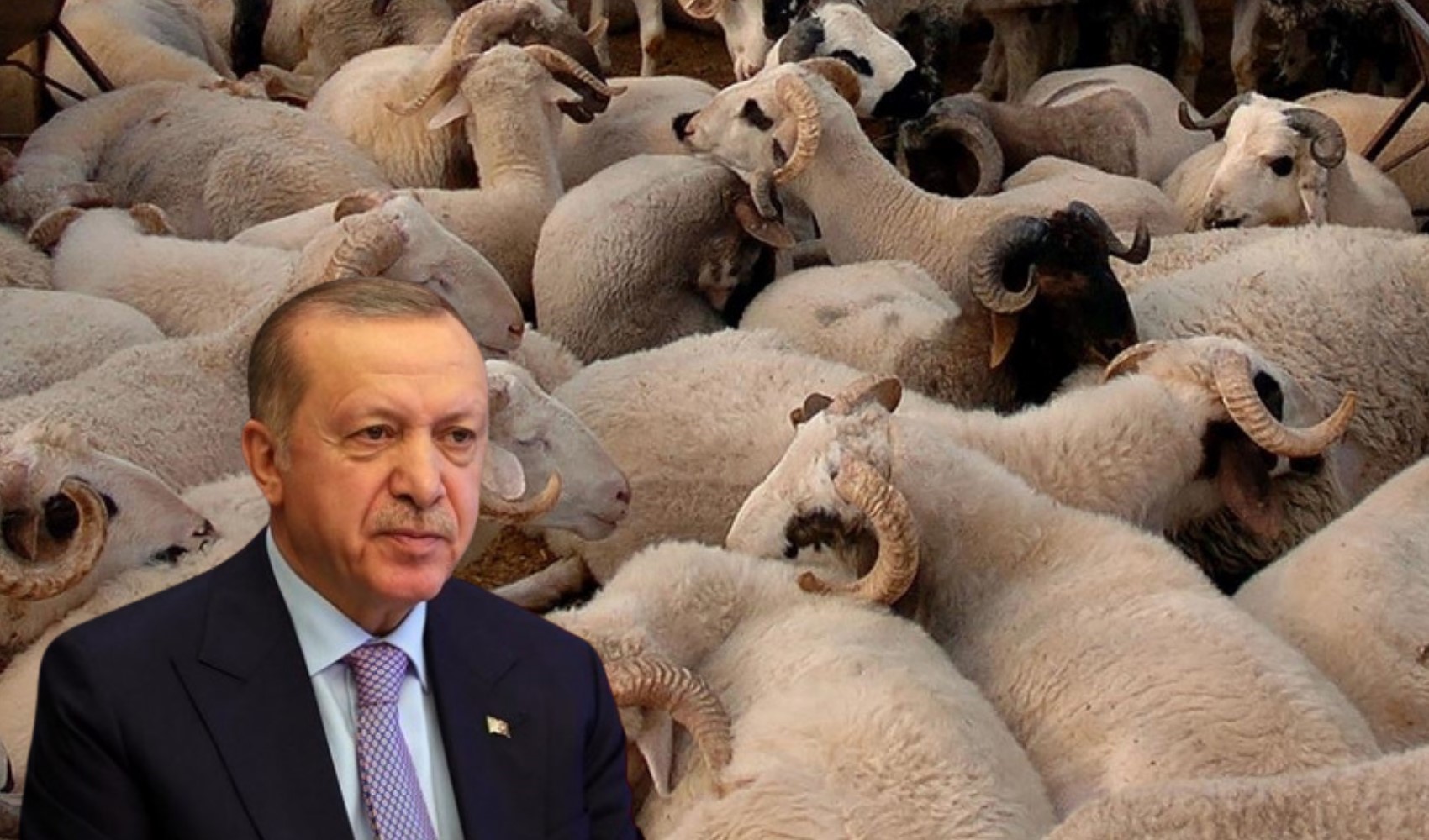 Cumhurbaşkanı Erdoğan'ın kurbanda ne kestiği belli oldu Cumhurbaşkanı Erdoğan'ın kurbanda ne kestiği belli oldu