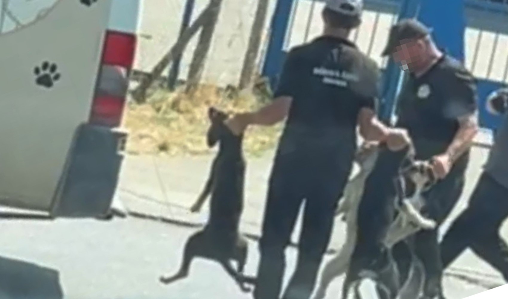Sokak köpeği toplarken özensiz davranan çalışanlar hakkında soruşturma: Hayvan refahını dikkate almayan Sokak köpeği toplarken özensiz davranan çalışanlar hakkında soruşturma: Hayvan refahını dikkate almayan