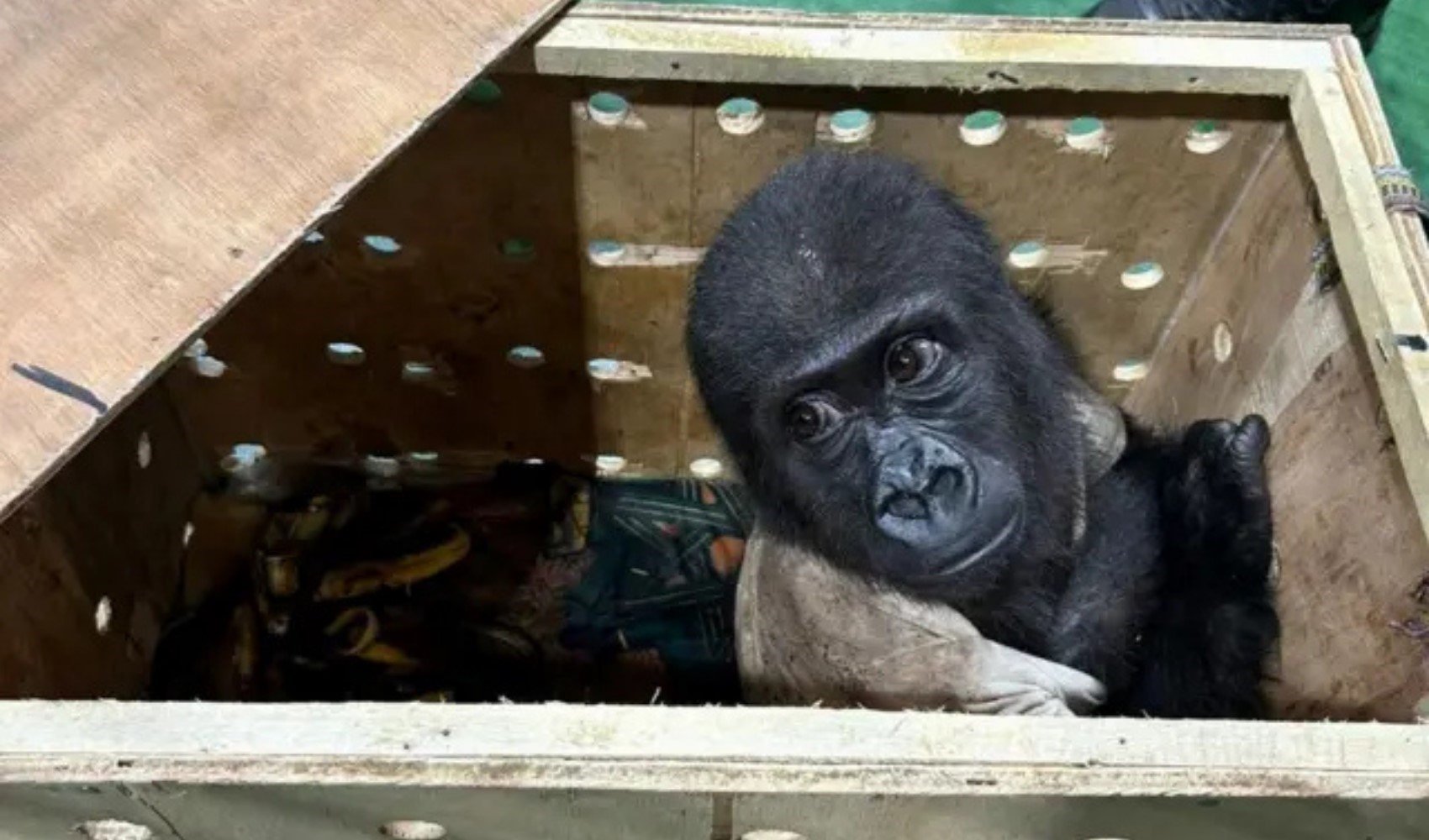 CITES kapsamında korunan Zeytin rehabilitasyon için Nijerya’ya gönderiliyor
