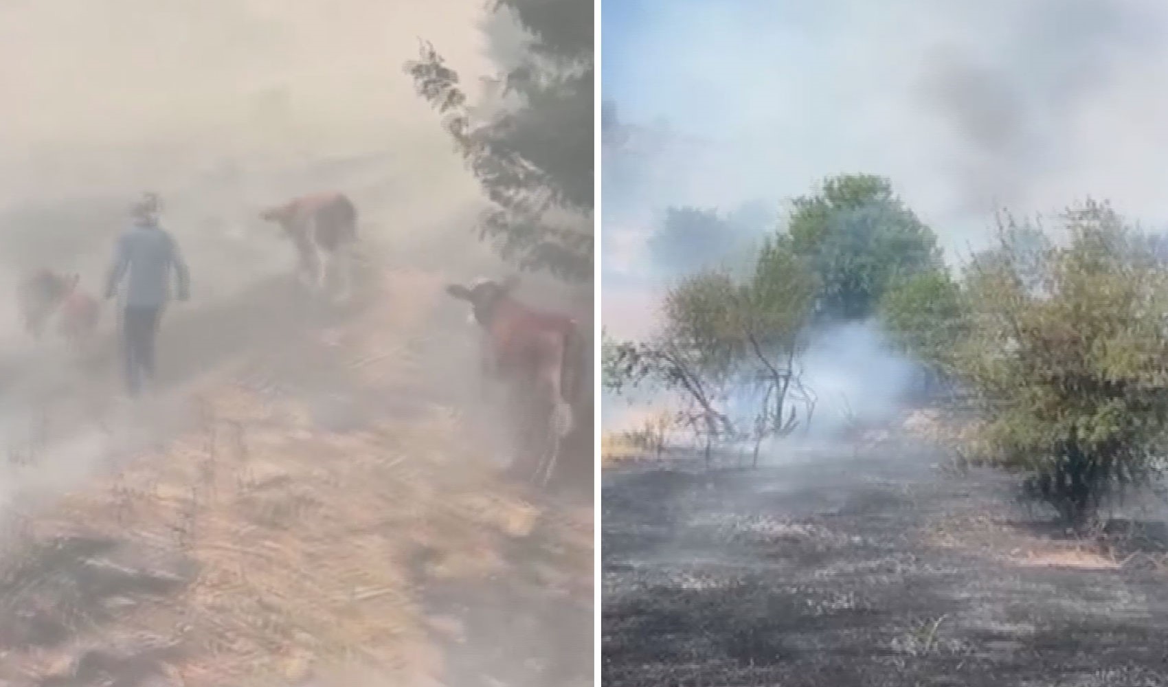 Malatya’da orman yangını