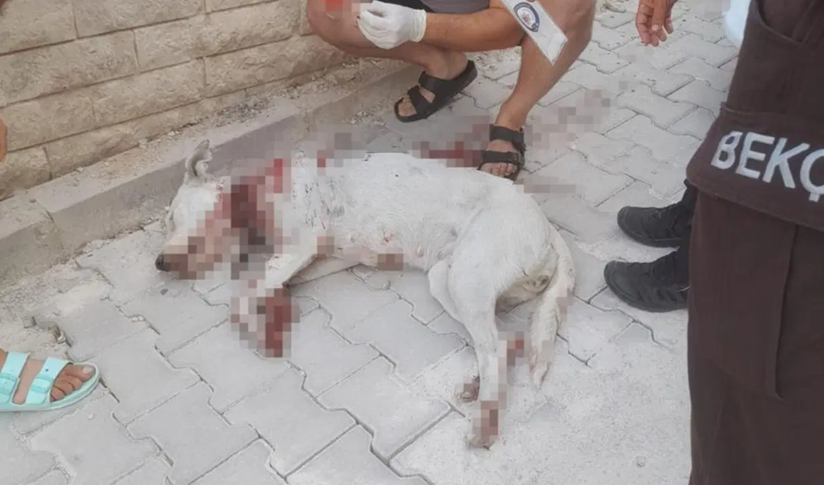 Hamile köpeğe saldırı mahallede infial yarattı