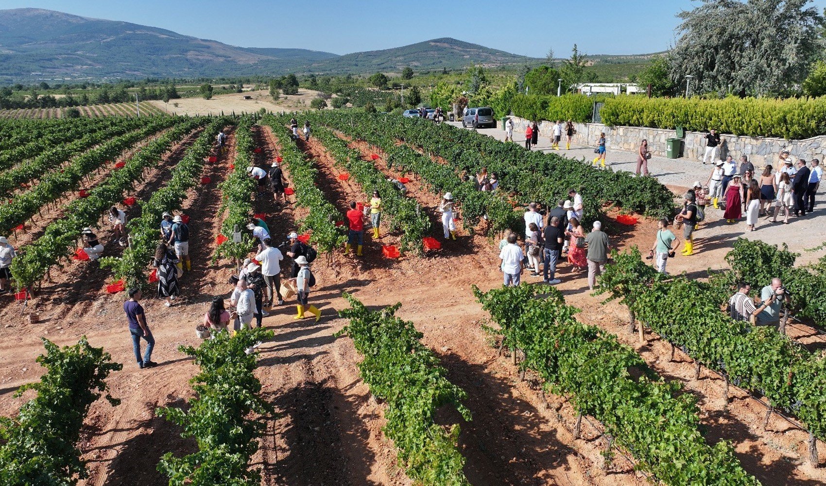 Çal Bağbozumu Festivali'nde gastronomi ve sanat yolculuğu