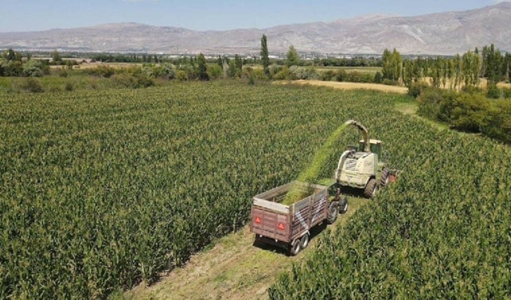 Erzincan'da silajlık mısır üretimi çiftçilere ekonomik kazanç sağlıyor