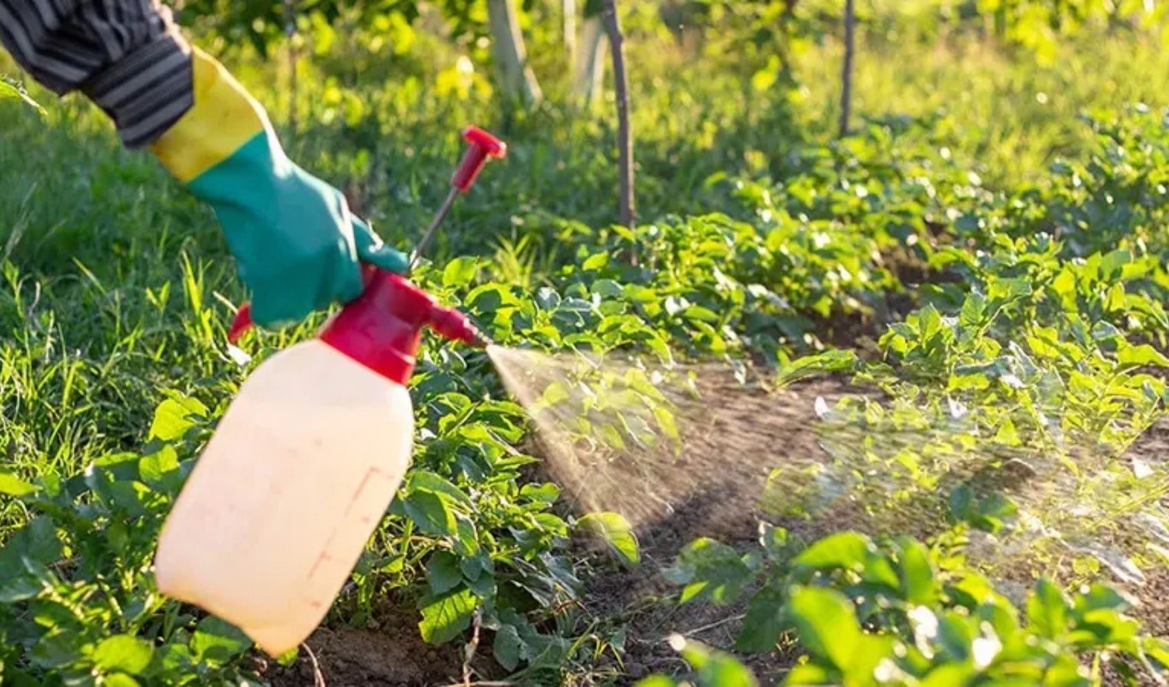 Sofradan tasfiye: Orta sınıfın Biyopolitik kaderi