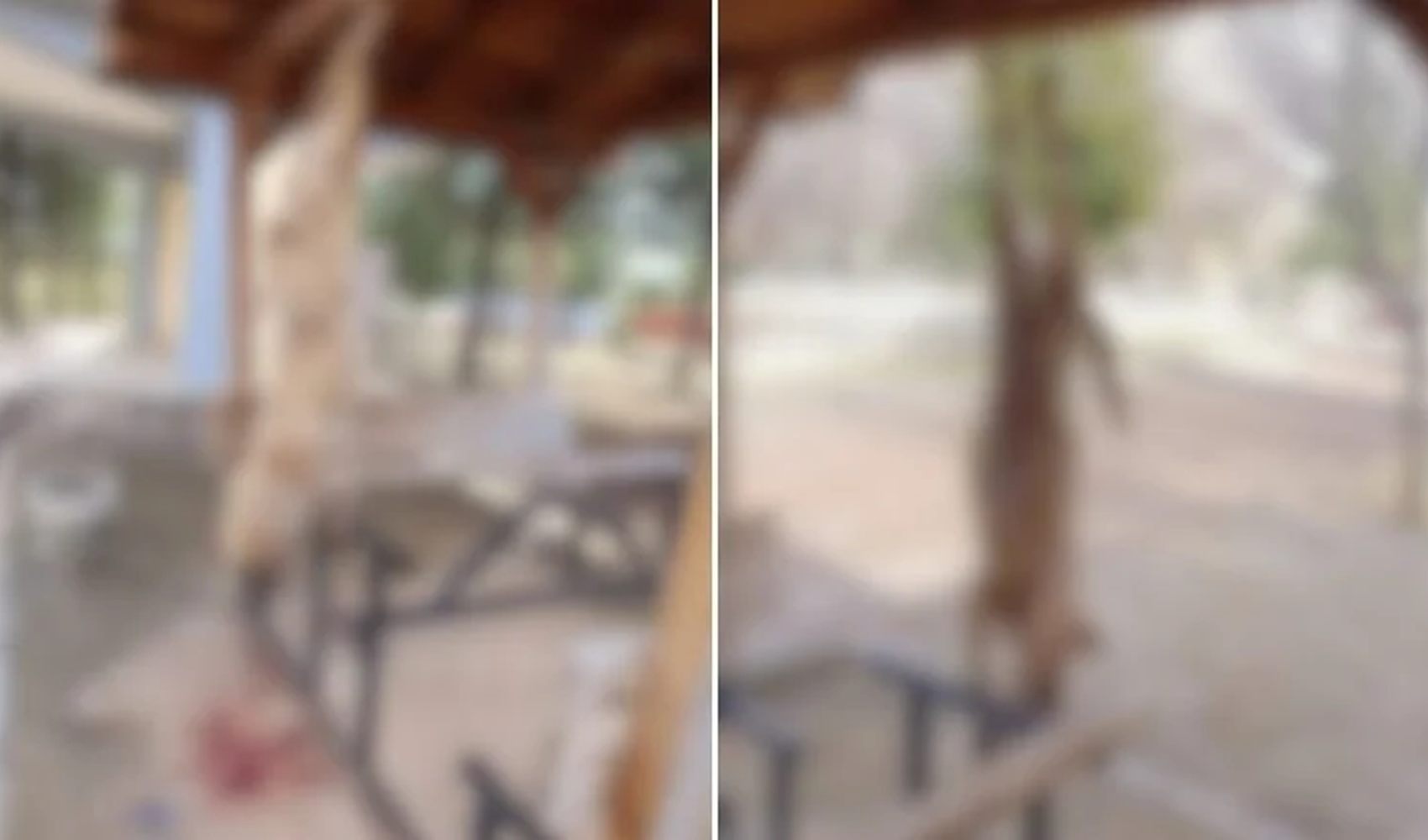 Afyonkarahisar’da vicdanları sızlatan görüntü: Ayaklarından asılan köpek işkenceyle öldürüldü