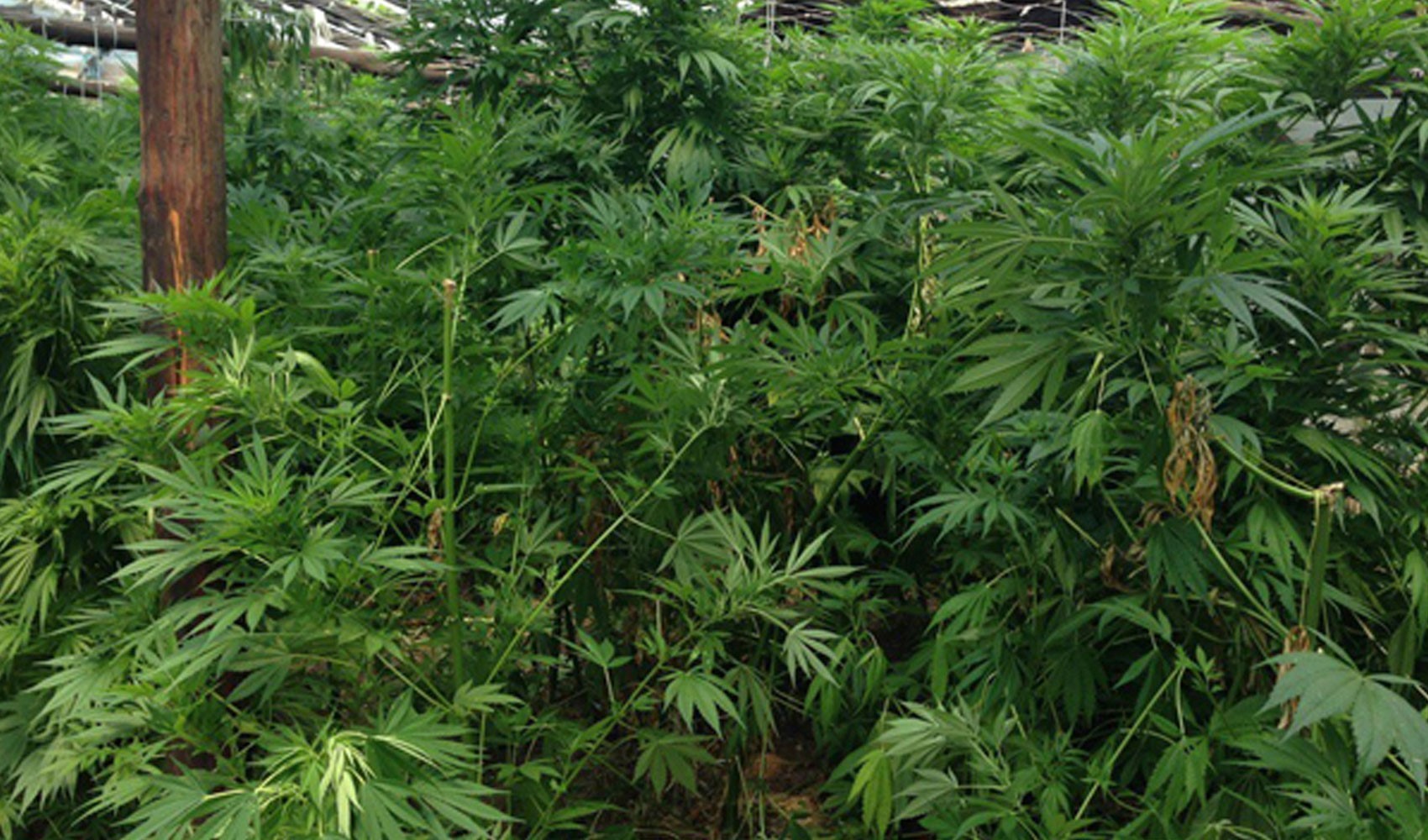 21 ilde kenevir üretimine izin verildi