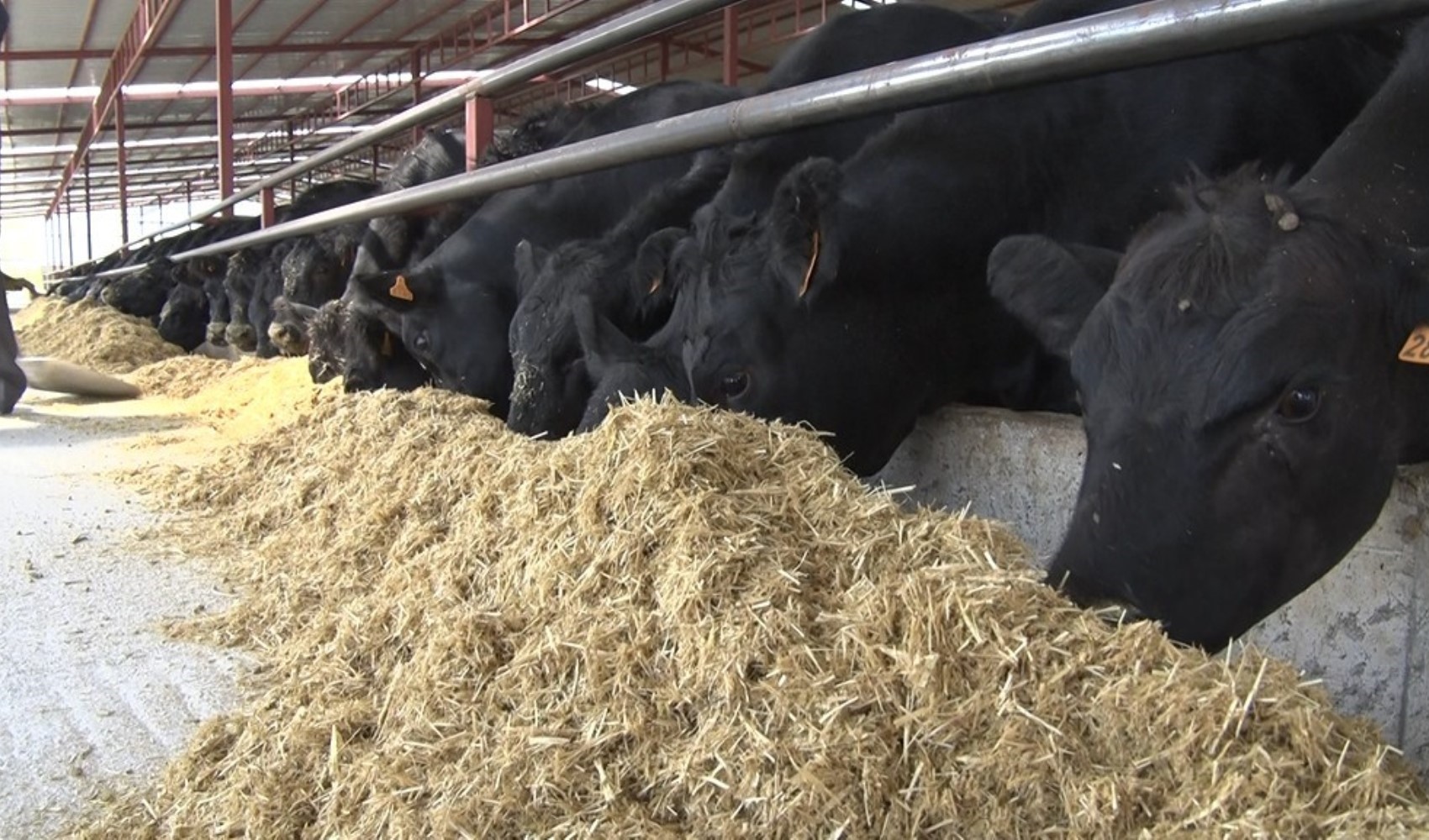 Yem fiyatlarına KDV zammı geldi: Son ürün fiyatlarını etkileyecek