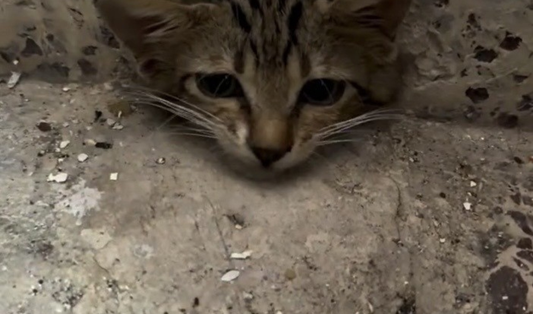 Osmaniye’de su giderine sıkışan yavru kedi itfaiye ekiplerince kurtarıldı
