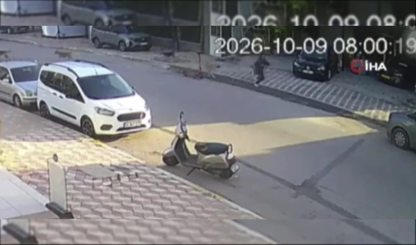 Attacco di cani sulla strada per la scuola: ferita una studentessa di 15 anni