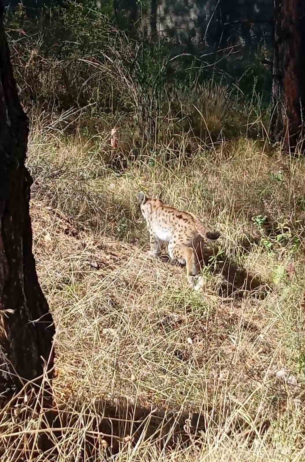 Sivas’ta ağaçlık ve otluk alanda görülen bir vaşak.