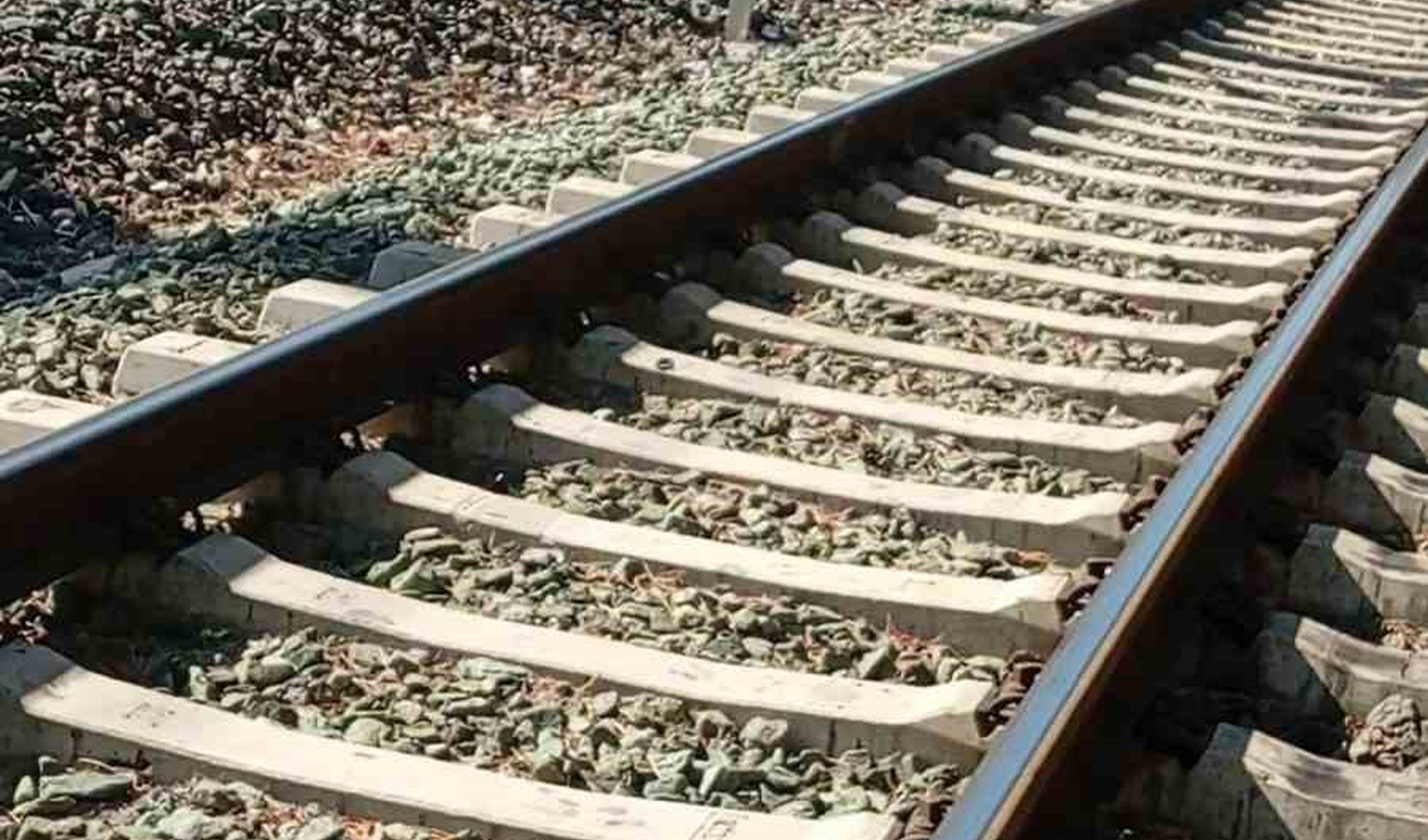 Sivas’ta tren yolu yakınında görülen vaşak ailesi cep telefonu kamerasıyla kaydedildi
