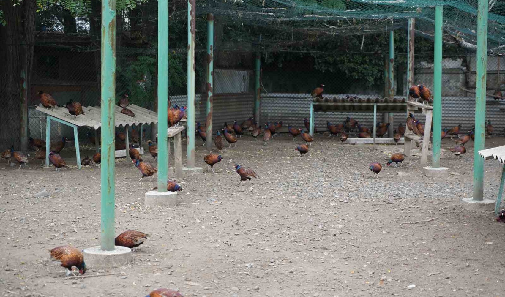 Fındığın zararlısı kahverengi kokarcaya karşı 3 bin 500 sülün doğaya salındı