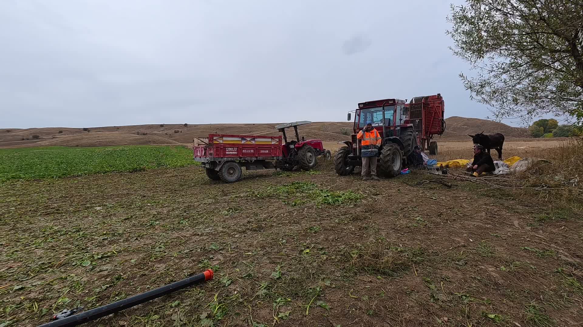 Yozgat’ta geniş bir pancar tarlasında traktörler, römork ve hasat ekipmanları görülüyor.
