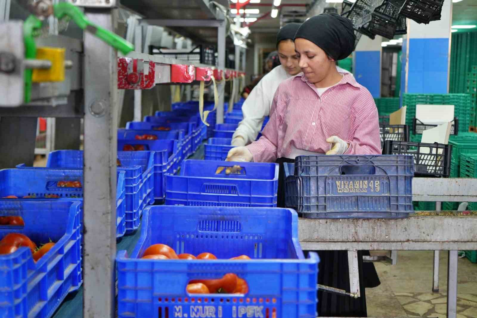 Antalya halinde mavi kasalar içinde domateslerin işlem gördüğü alanda çalışanlar.