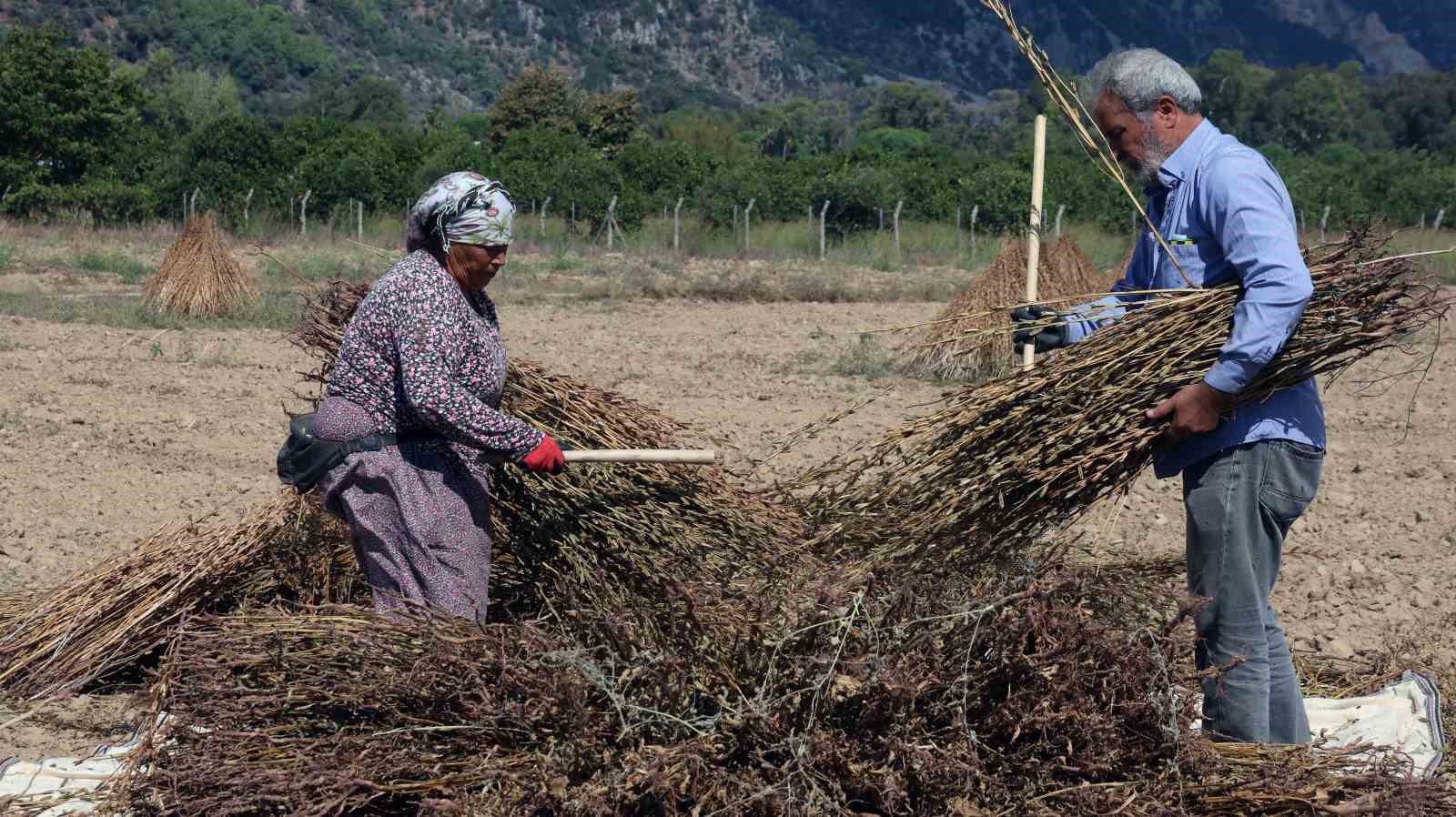 Tarlada susam bitkilerini taşıyan üreticiler.