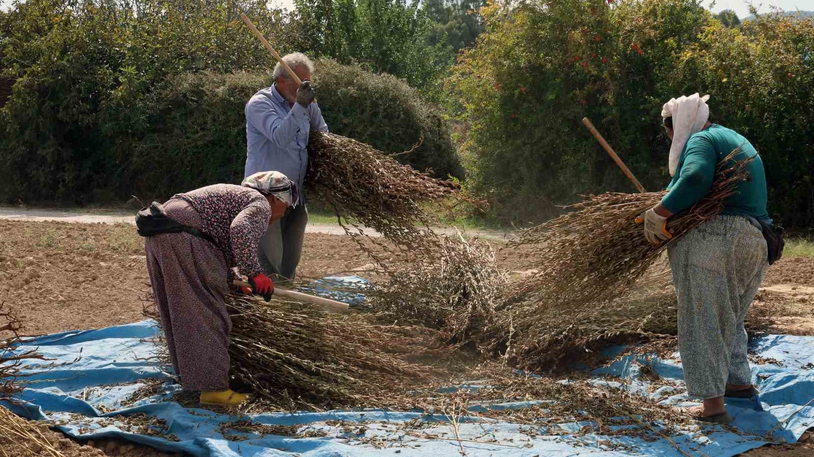Üreticilerin tarlada susam demetlerini geleneksel yöntemlerle çırptığı an.