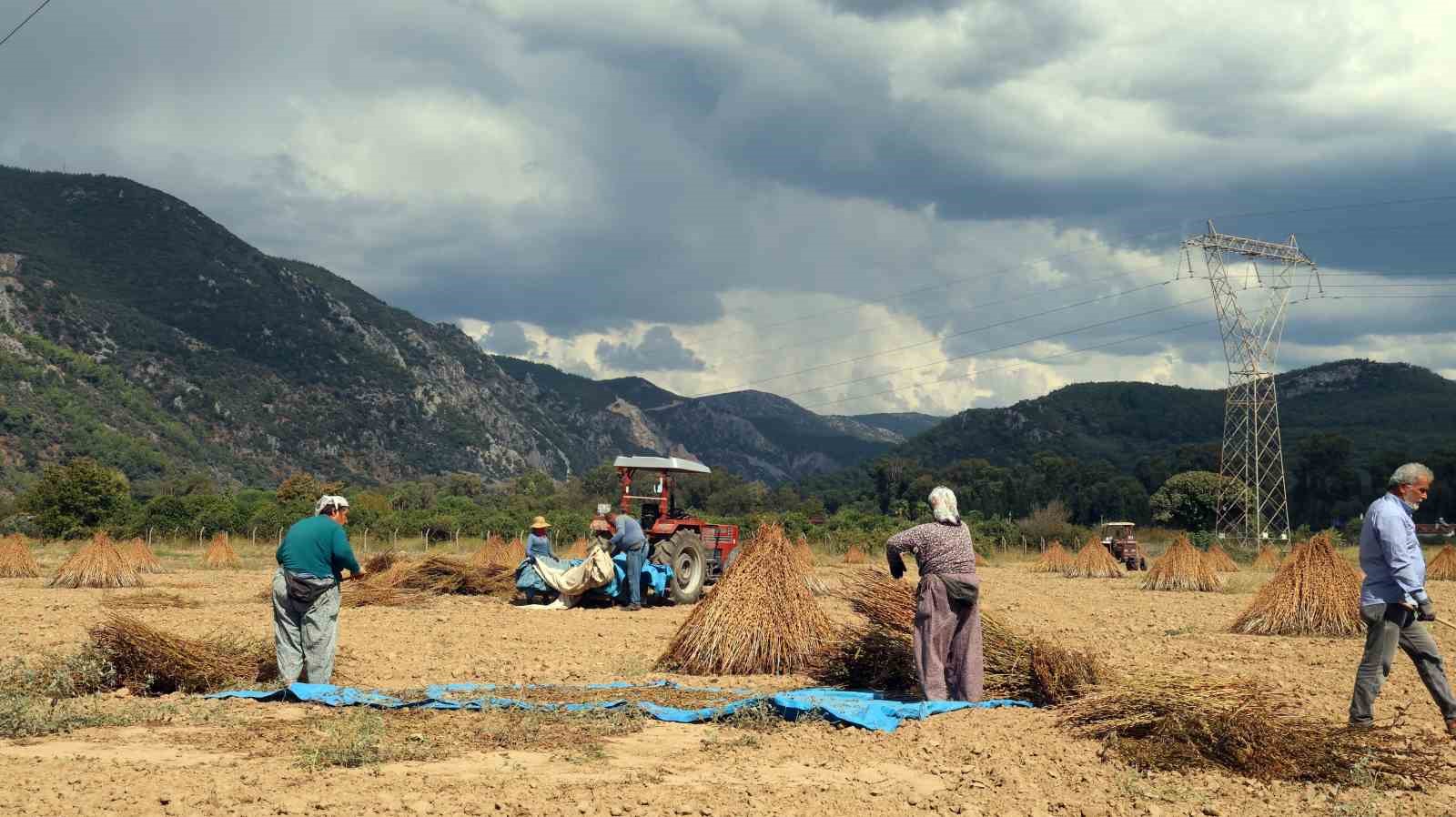 Dağların eteklerinde susam demetlerinin bulunduğu geniş tarla ve çalışan üreticiler.