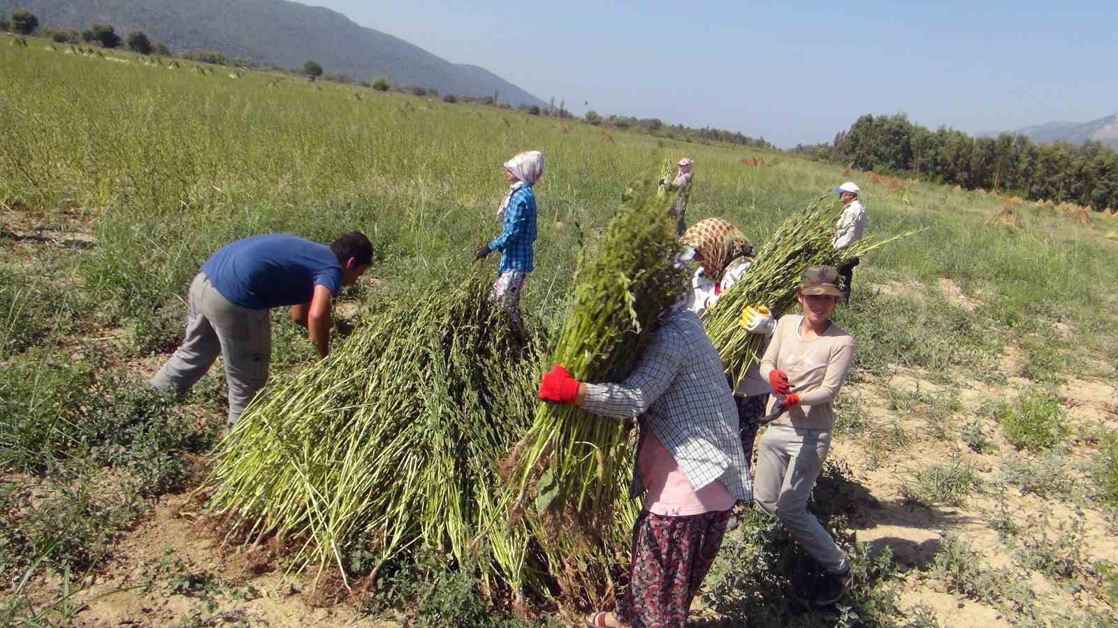 Yeşil susam tarlasında bitkileri söküp taşıyan tarım işçileri.