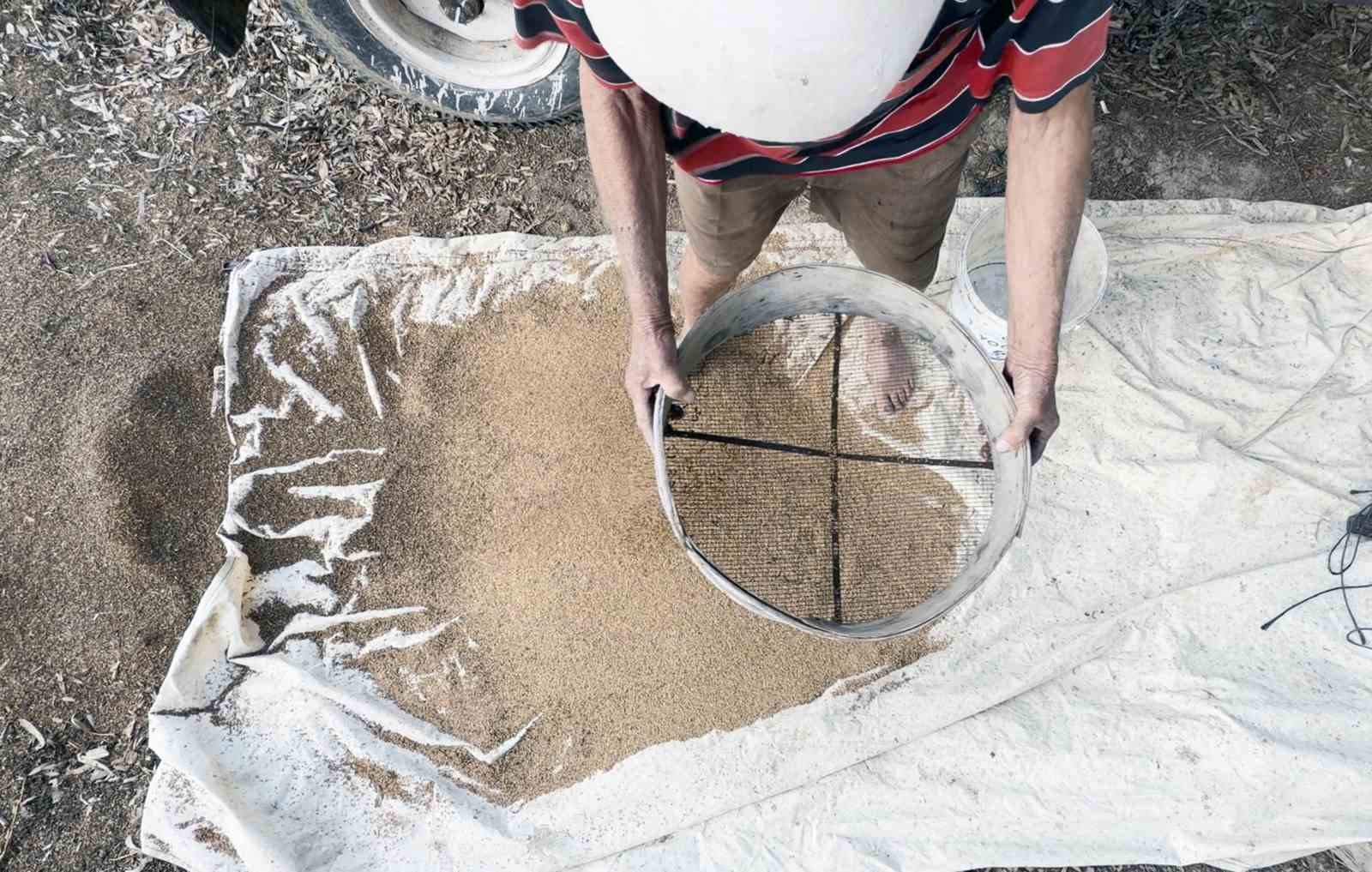 Bir üreticinin susamı elek yardımıyla ayıkladığı görüntü.