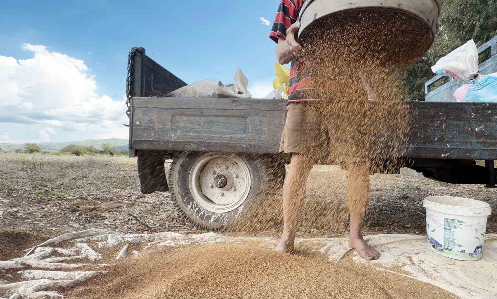 Bir üreticinin elekten dökülen susamı ayıkladığı görüntü.