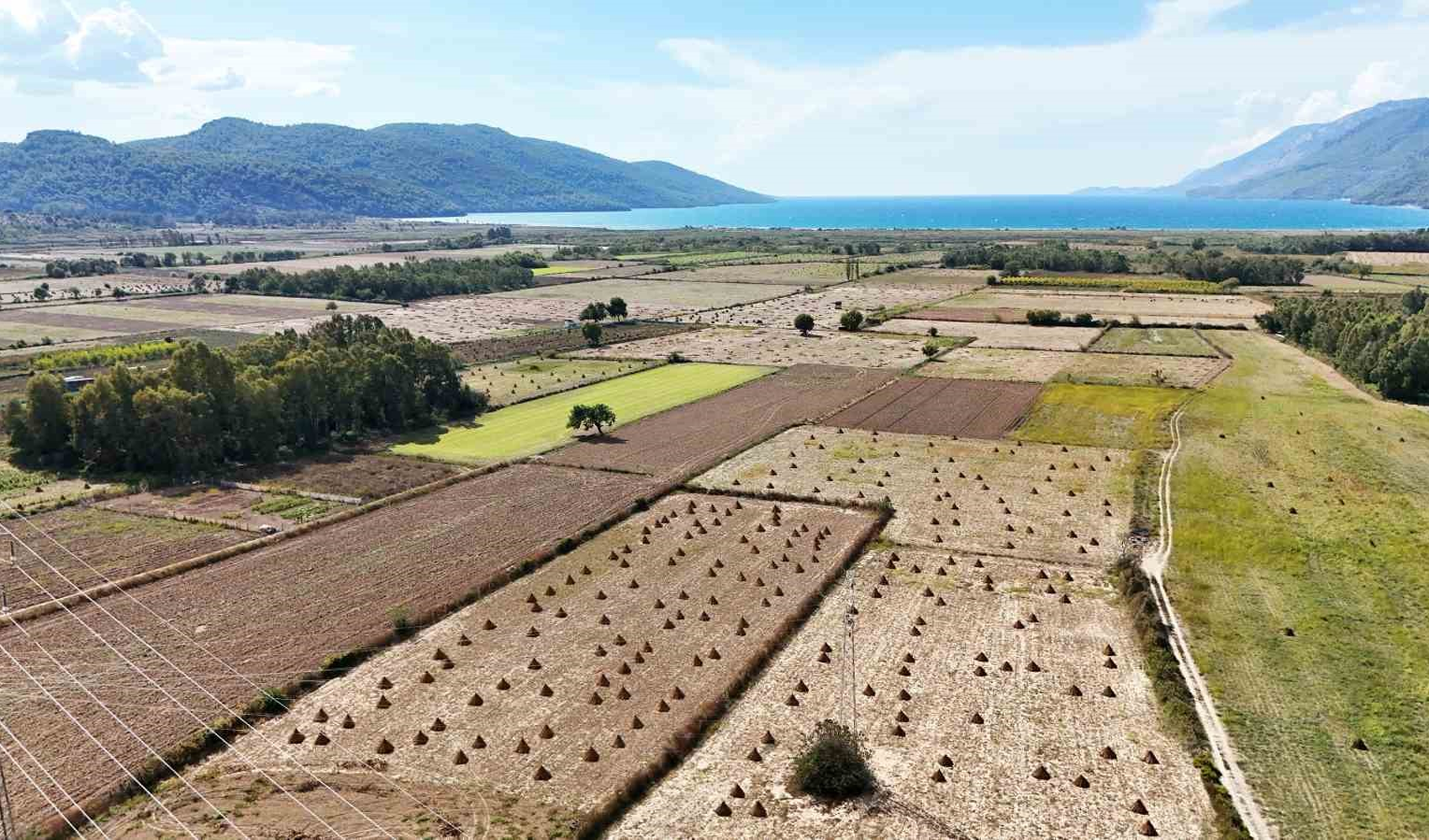 Inizia la raccolta del sesamo di Gökova: forte richiesta dal Giappone per il sushi