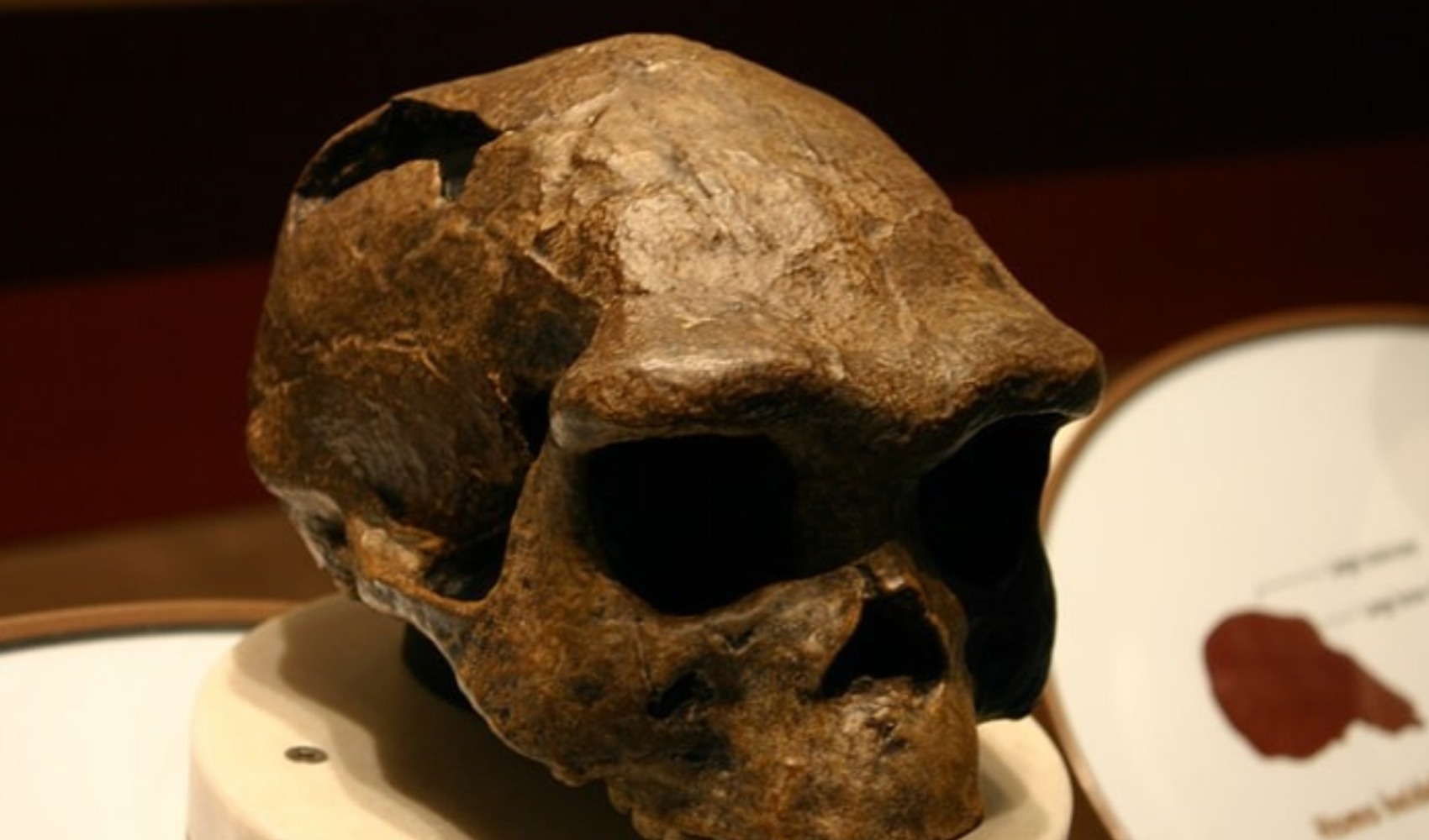 Homo erectus fosili evrim takvimini değiştirdi