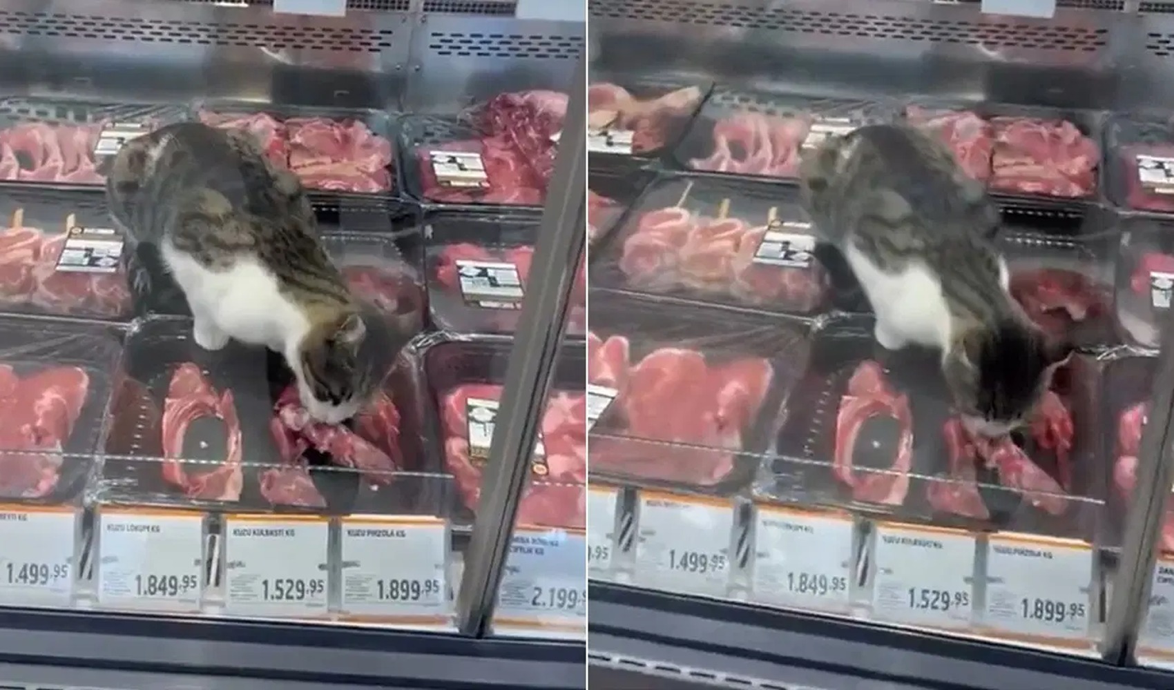 Marketin kasap reyonunda ilginç görüntüler: Kedi etleri yedi, işletmeye ceza geldi