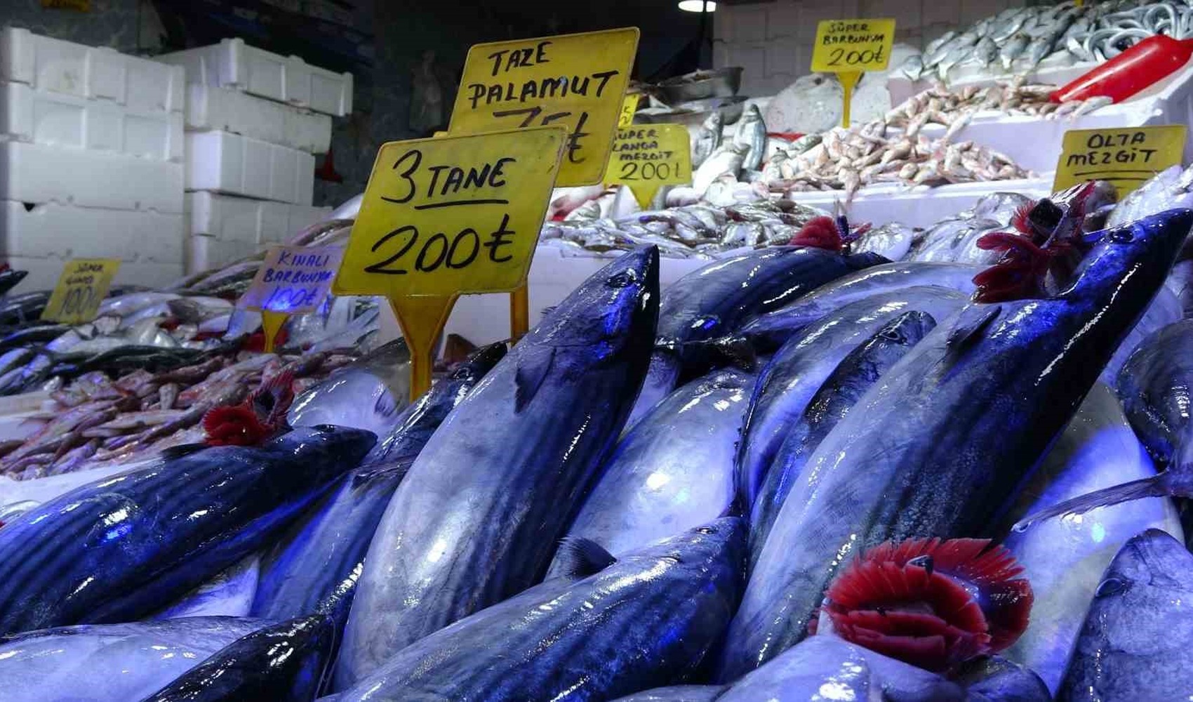 Striking warning from fishermen after bonito abundance: 'It will leave no other fish in the sea'