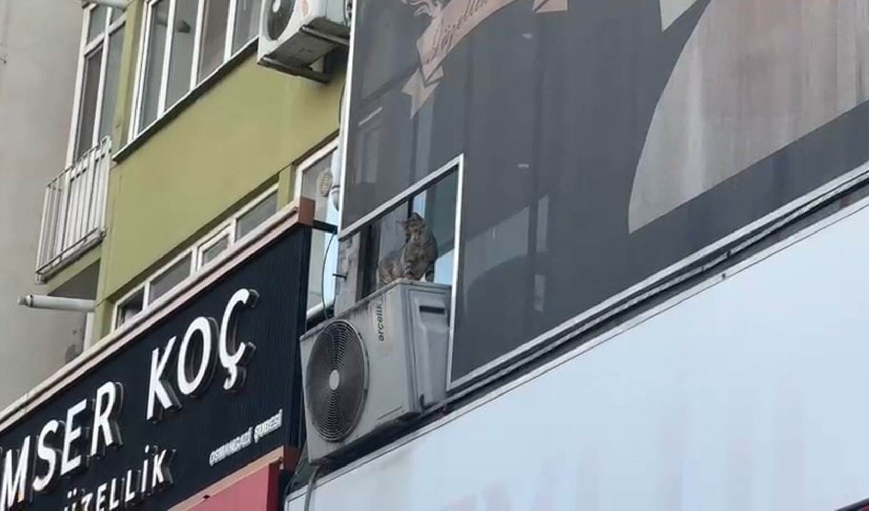 Drame à Bursa : il perd la vie en tentant de sauver un chaton
