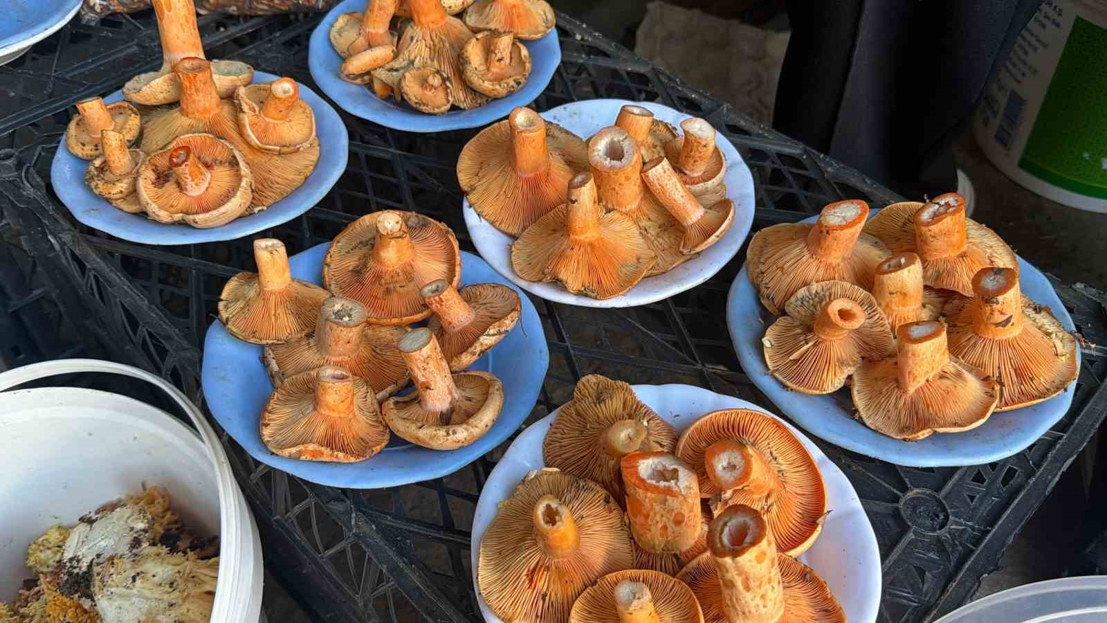 Pazarda tabaklara dizilmiş kanlıca mantarları.