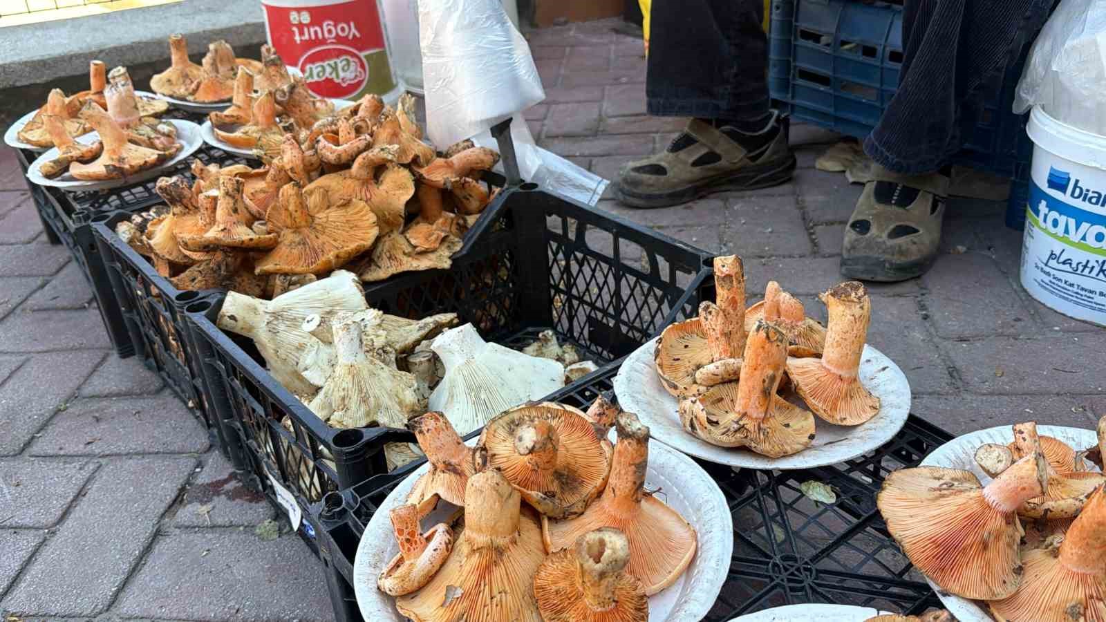 Kasalar üzerinde dizilmiş kanlıca mantarları ve diğer mantarlar.