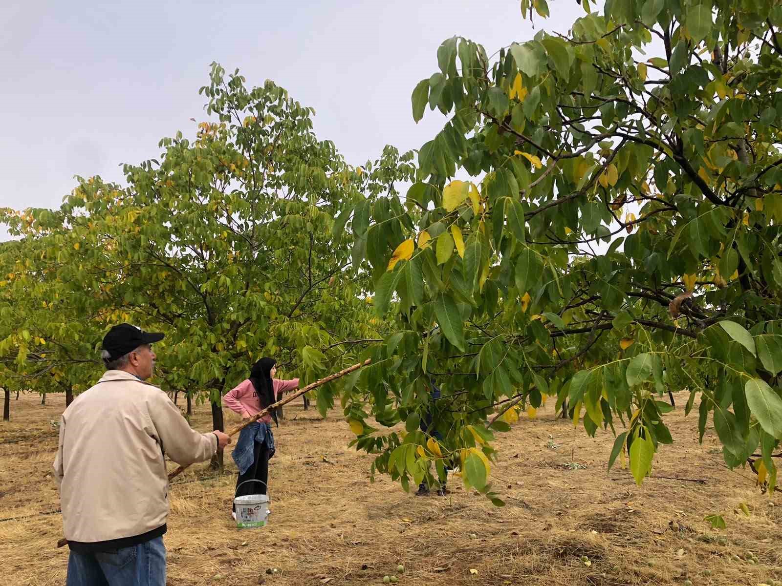 Produttori che raccolgono noci tra gli alberi nel distretto di Solhan, a Bingöl.