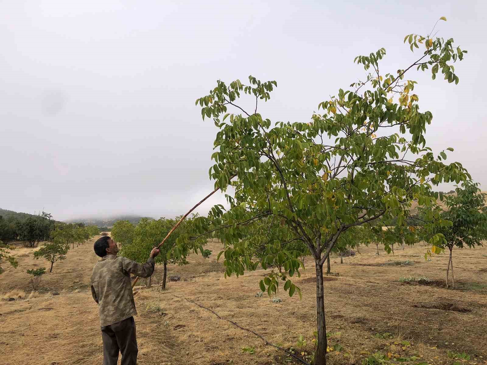 Un produttore che raccoglie noci sotto l'albero con un bastone.