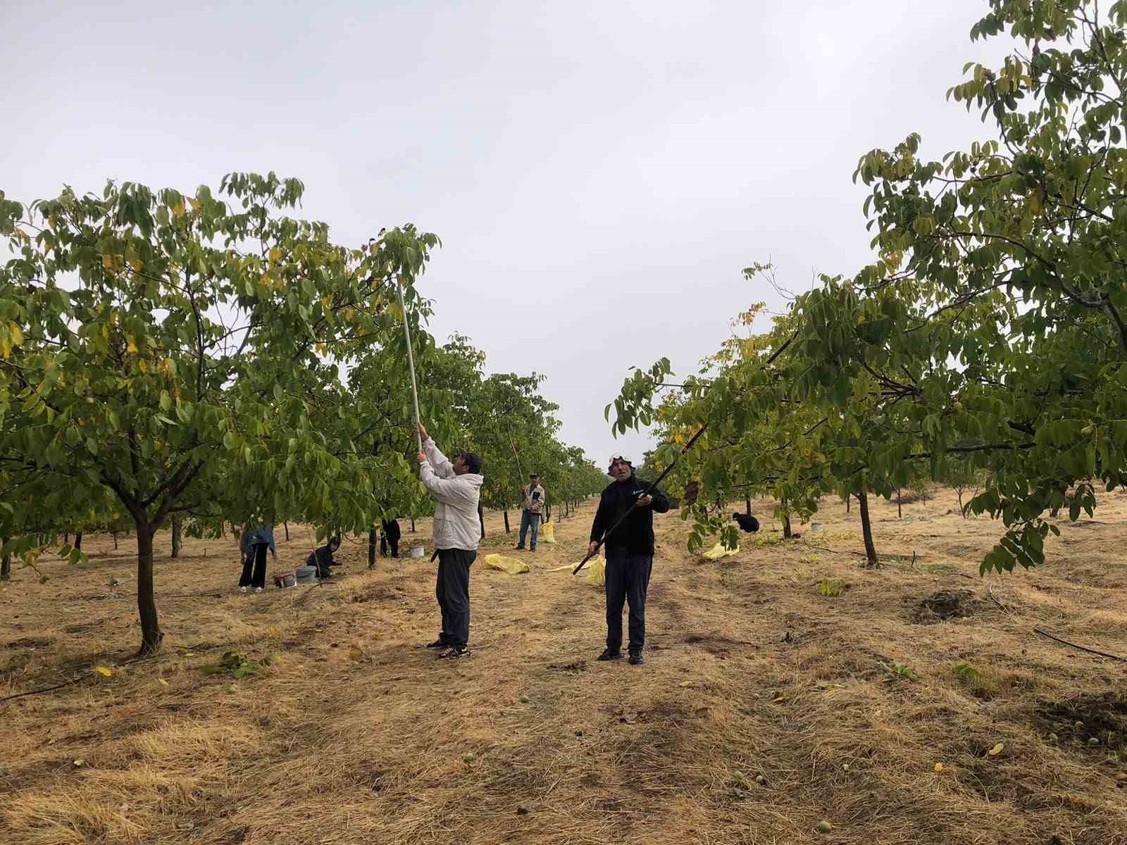 Alcune persone che raccolgono noci nel frutteto e alberi di noci in fila.
