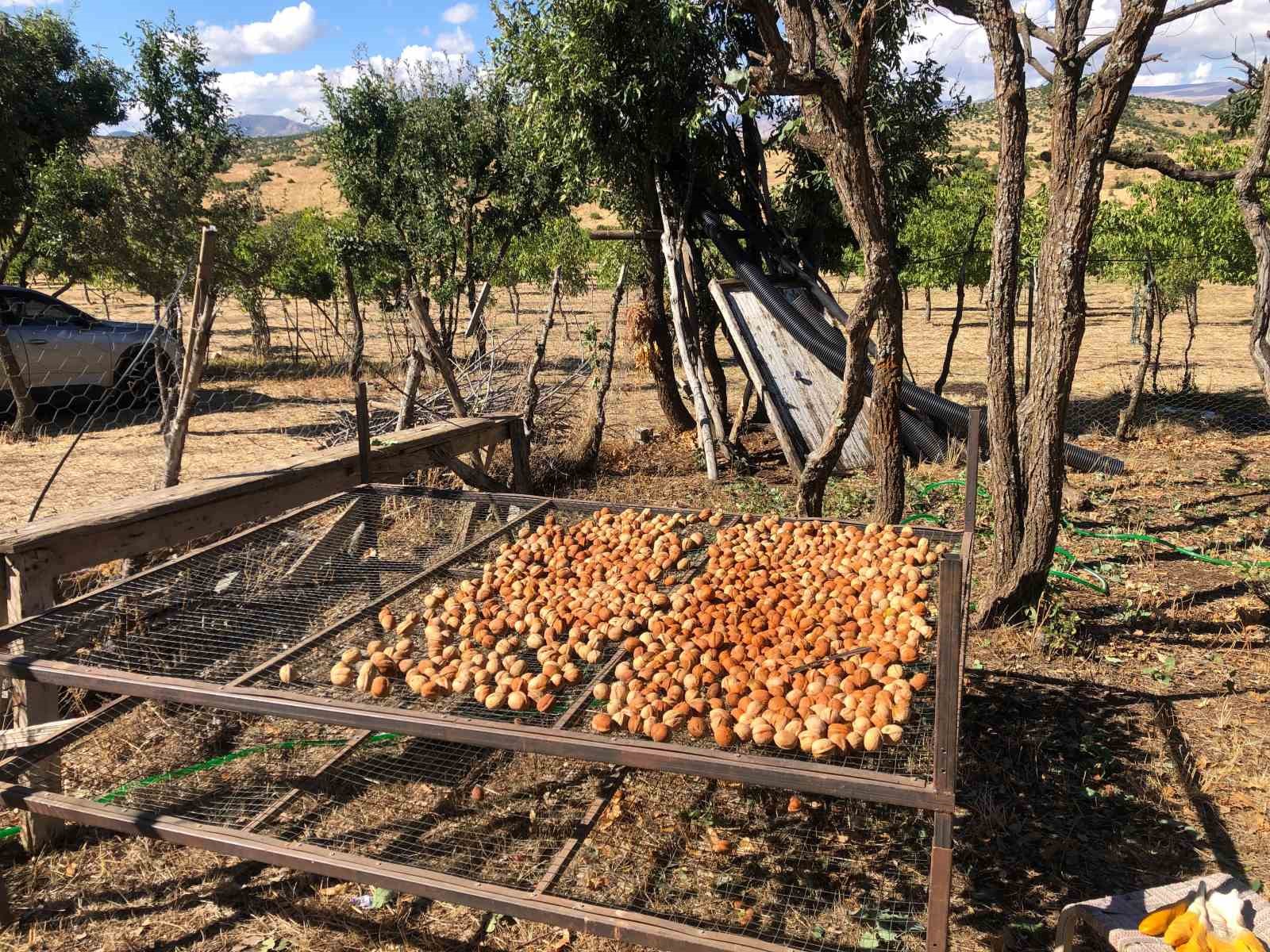 Noci lasciate ad asciugare su scaffali di rete nel frutteto.