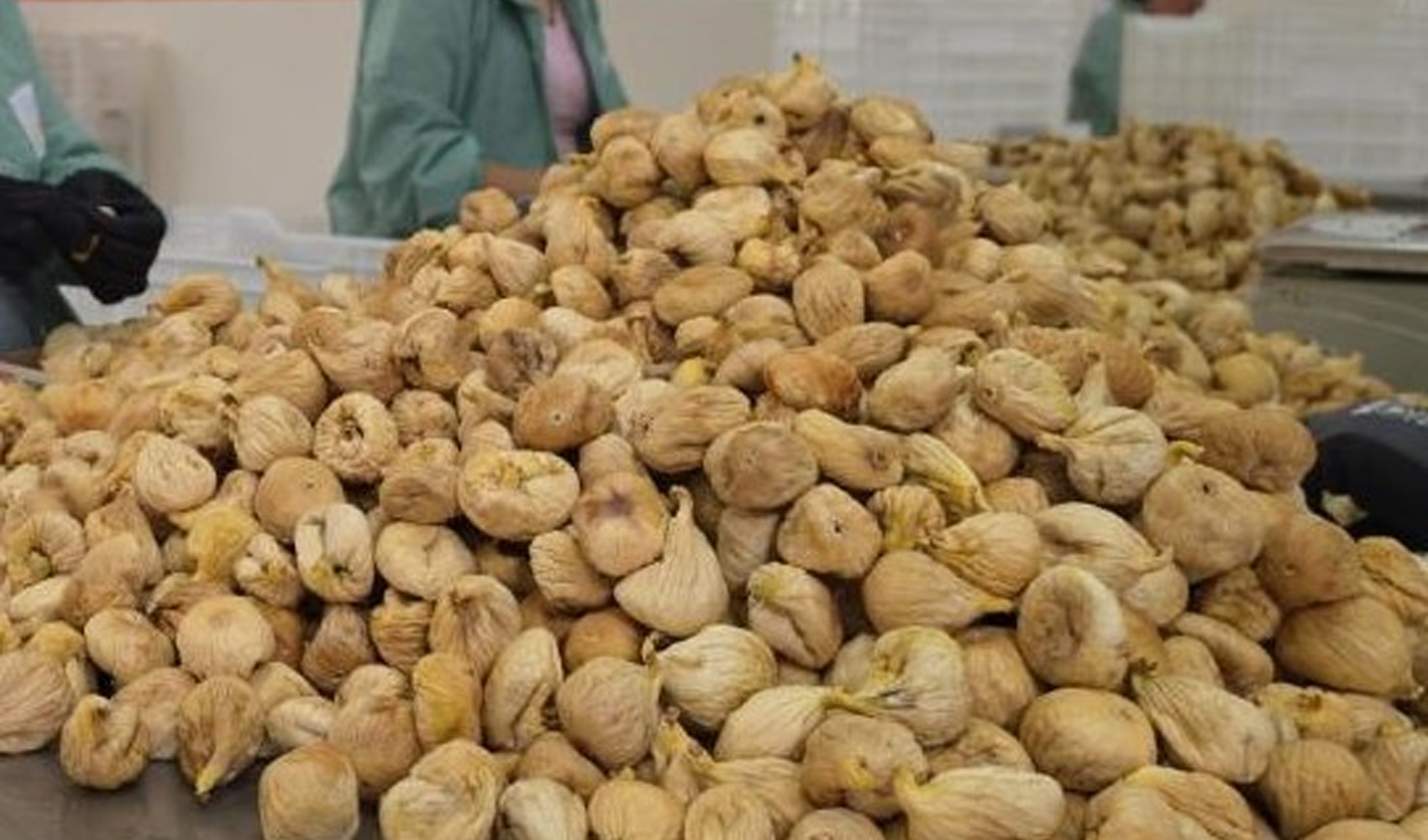 Kuru incirde yeni sezon alım fiyatları belli oldu